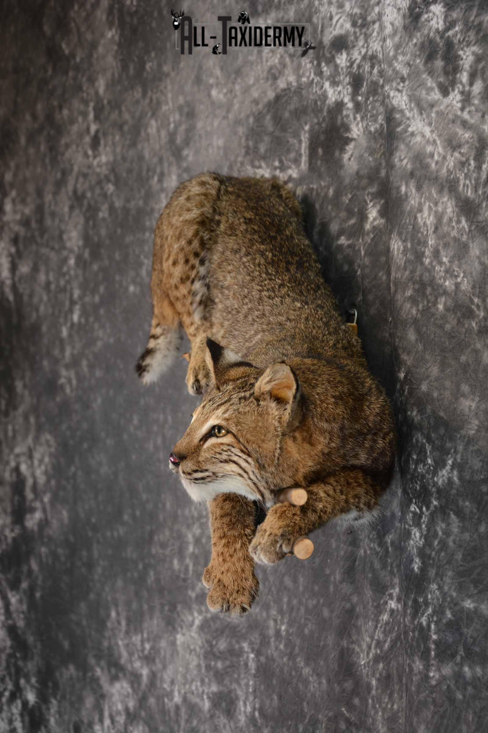 Bobcat Taxidermy mount for sale SKU 1384 - Image 3