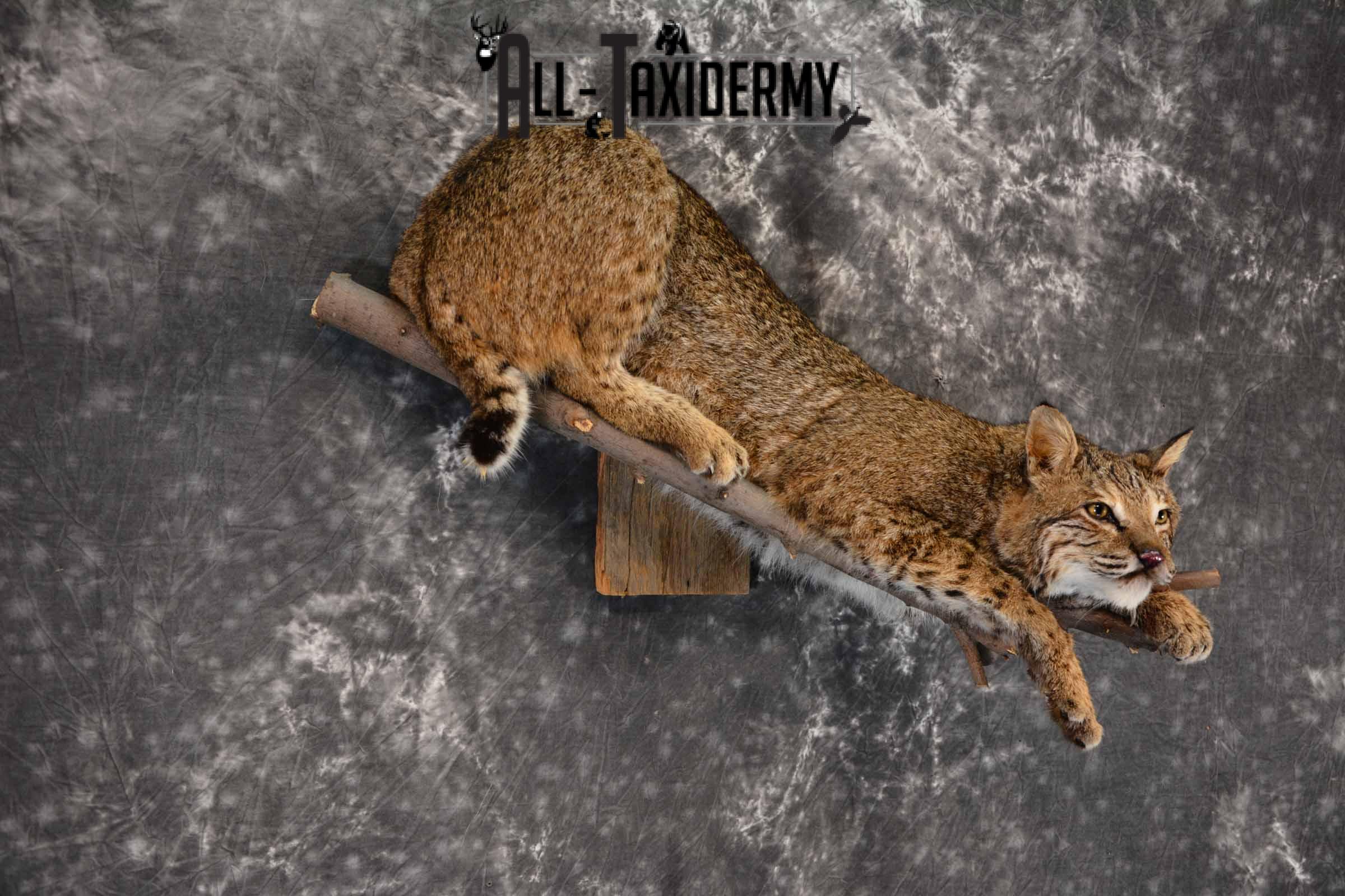 Bobcat Taxidermy mount for sale SKU 1384 - Image 4
