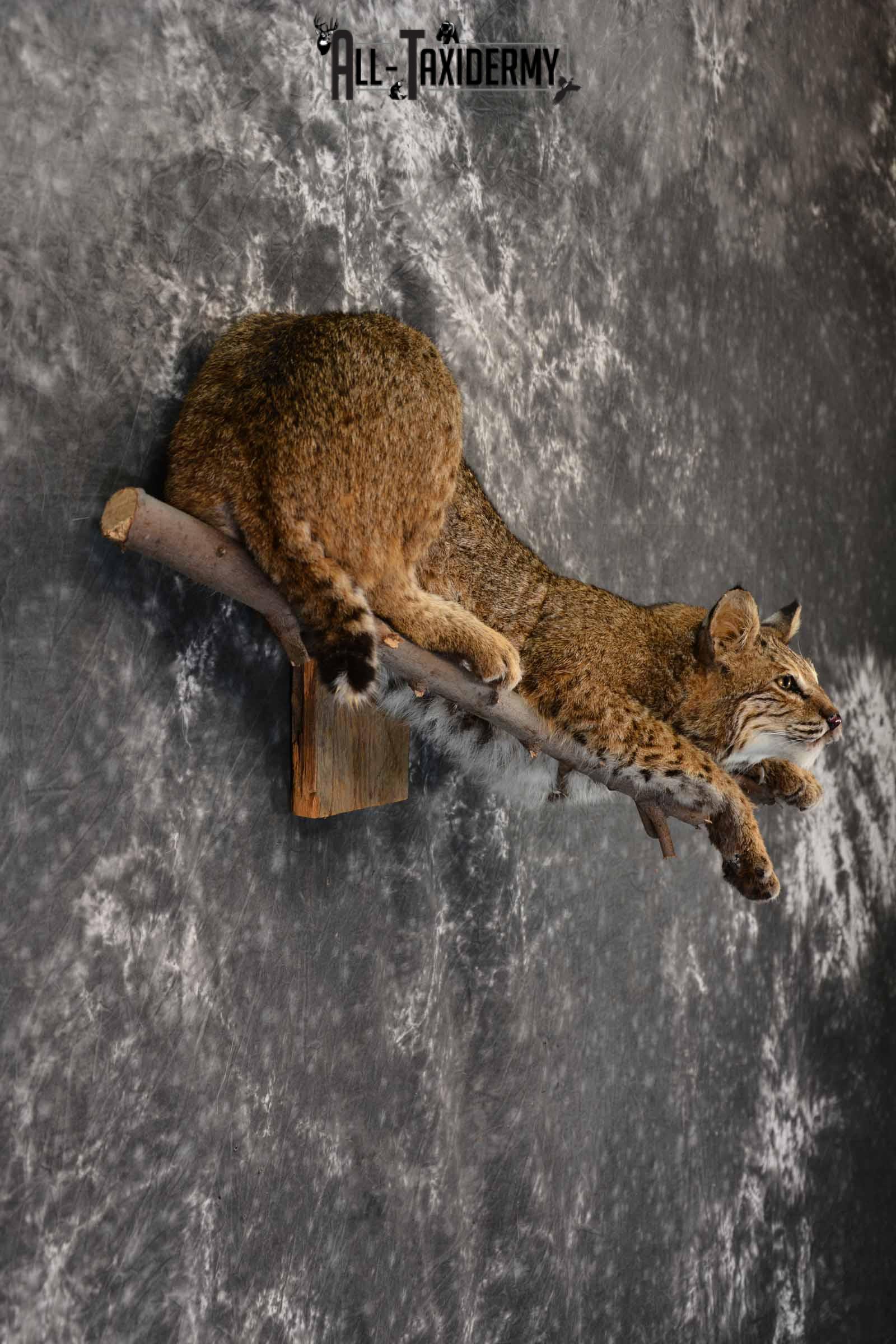 Bobcat Taxidermy mount for sale SKU 1384 - Image 5