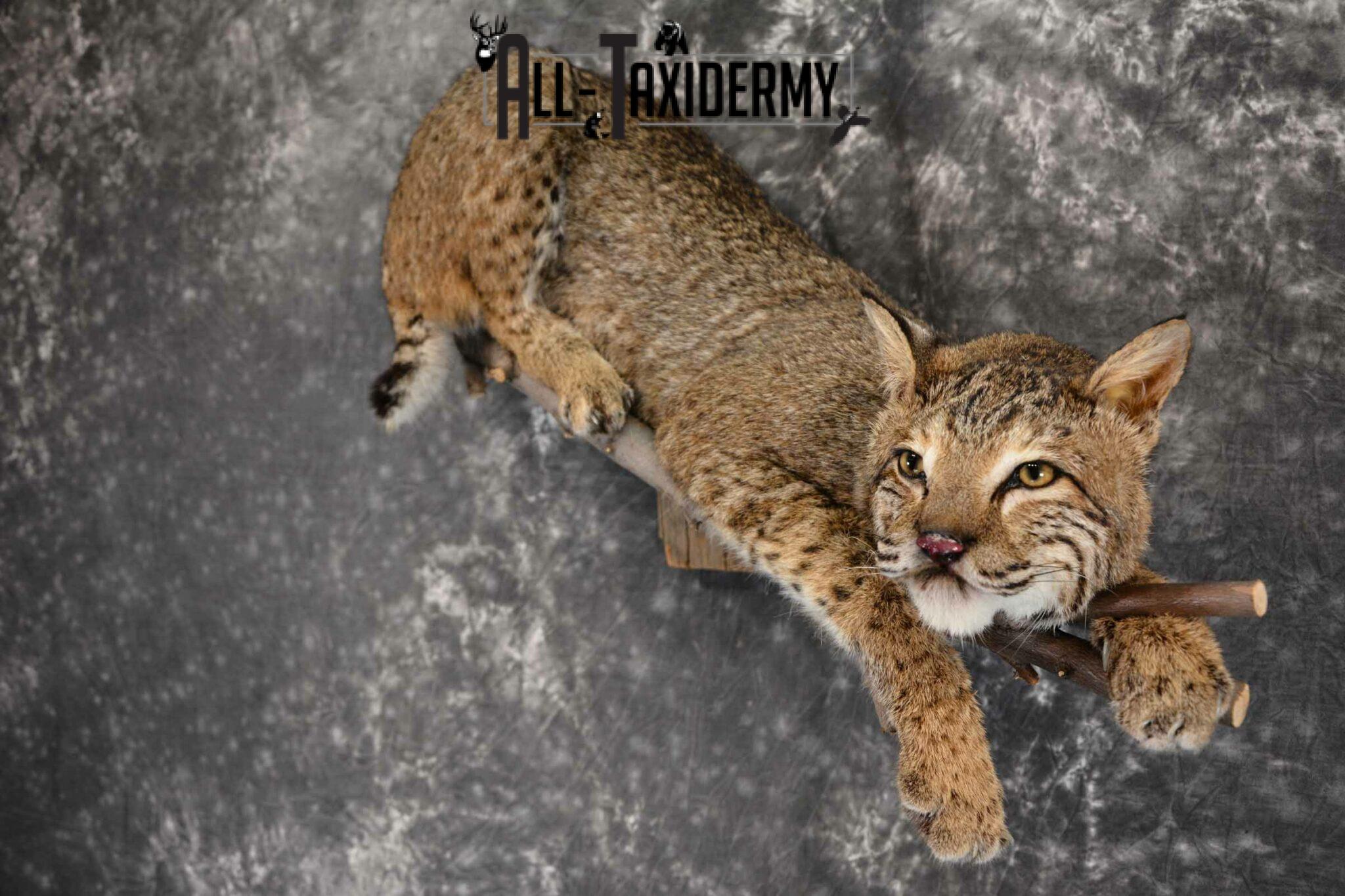 Bobcat Taxidermy mount for sale SKU 1384 - All Taxidermy