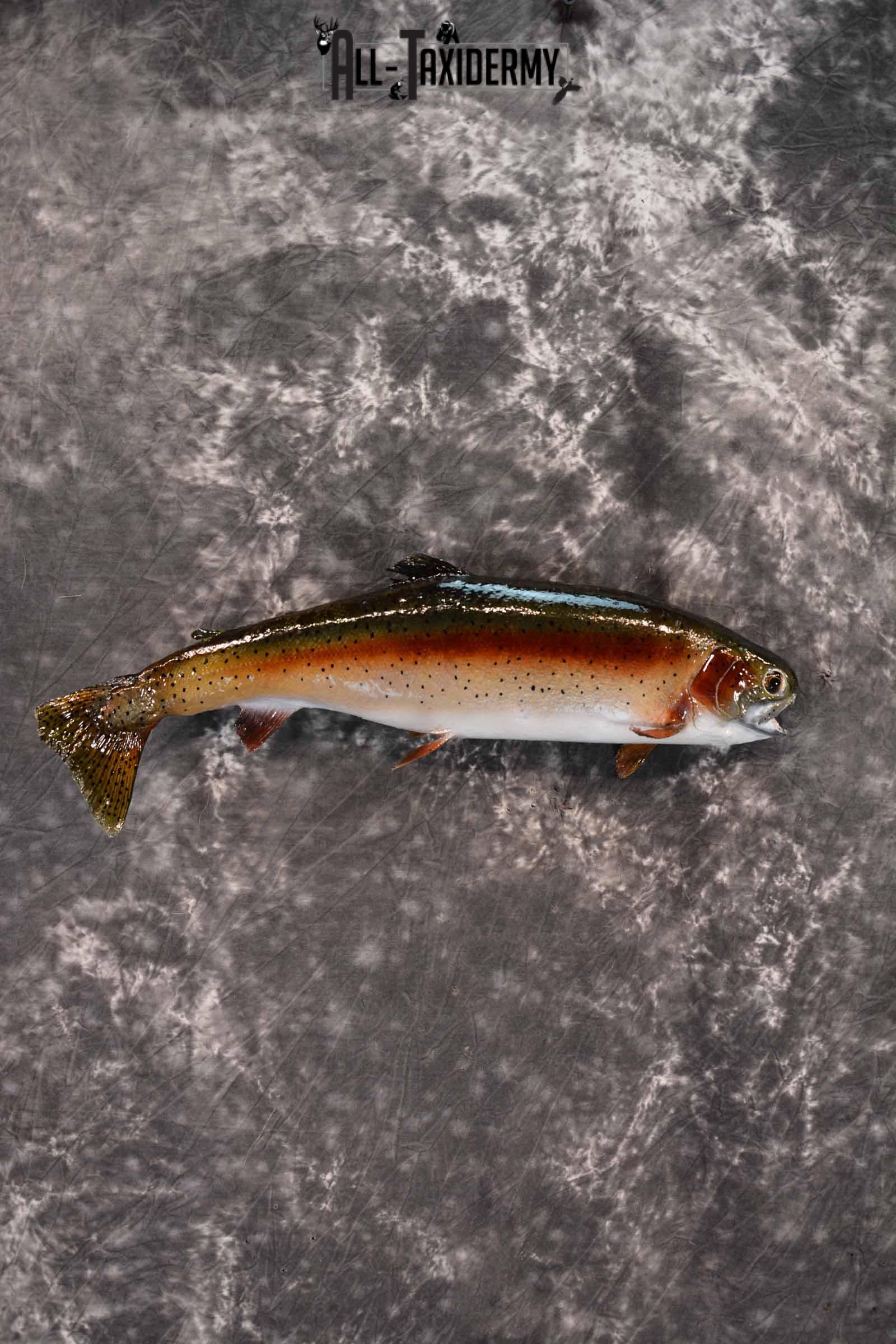 Rainbow Trout Taxidermy mount for sale SKU 1385