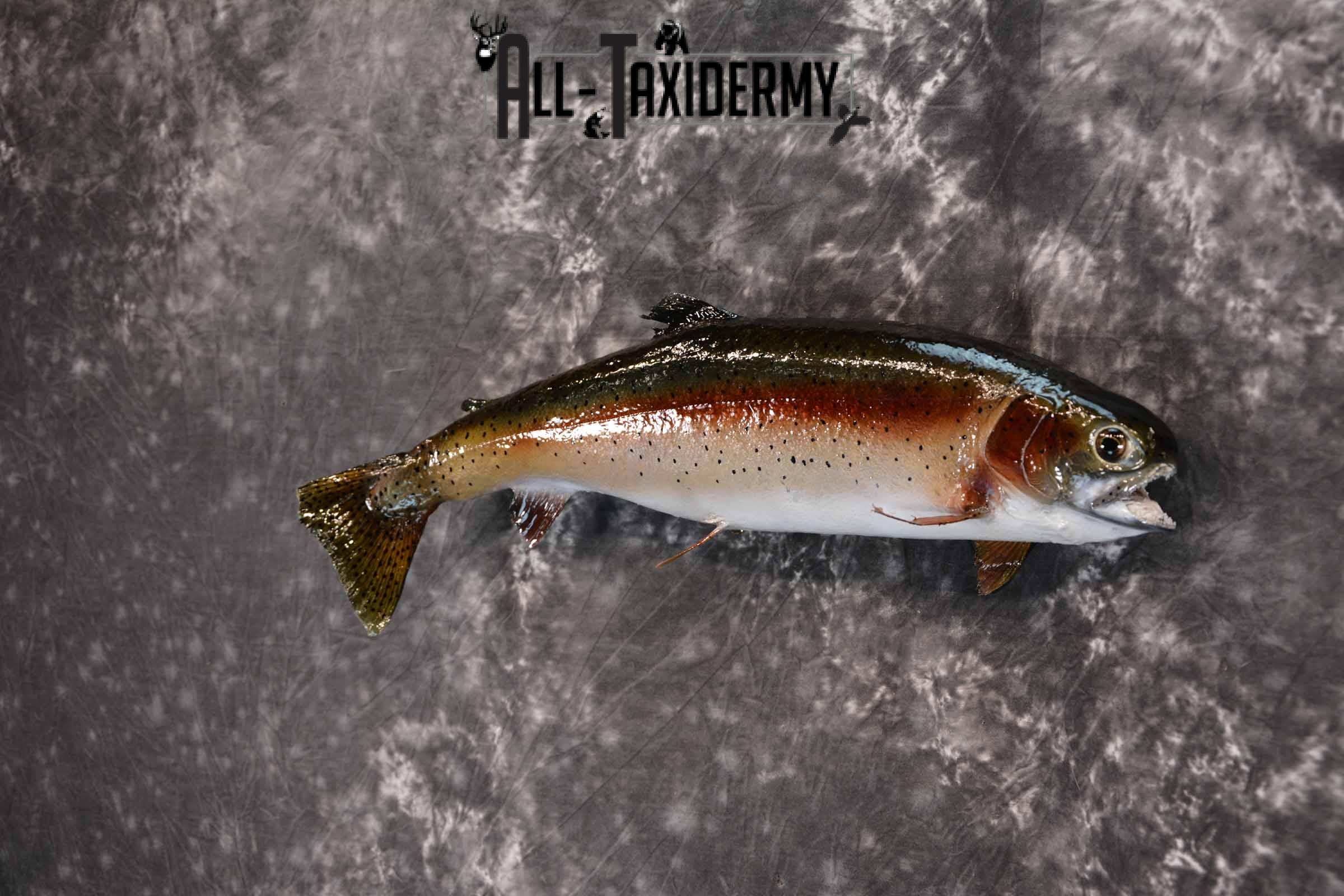 Rainbow Trout Taxidermy mount for sale SKU 1385 - Image 2