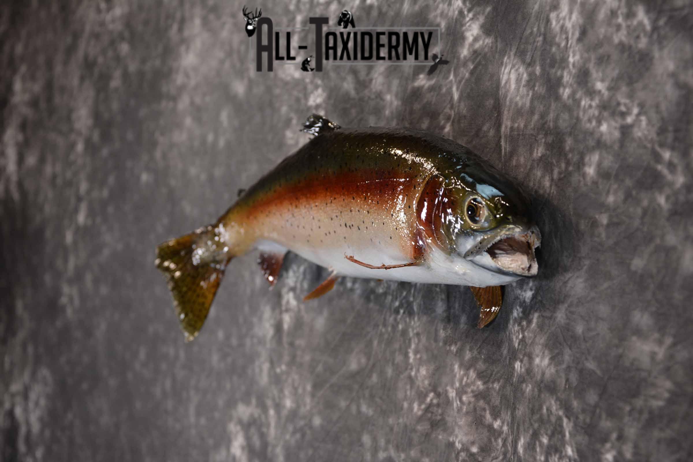 Rainbow Trout Taxidermy mount for sale SKU 1385 - Image 3