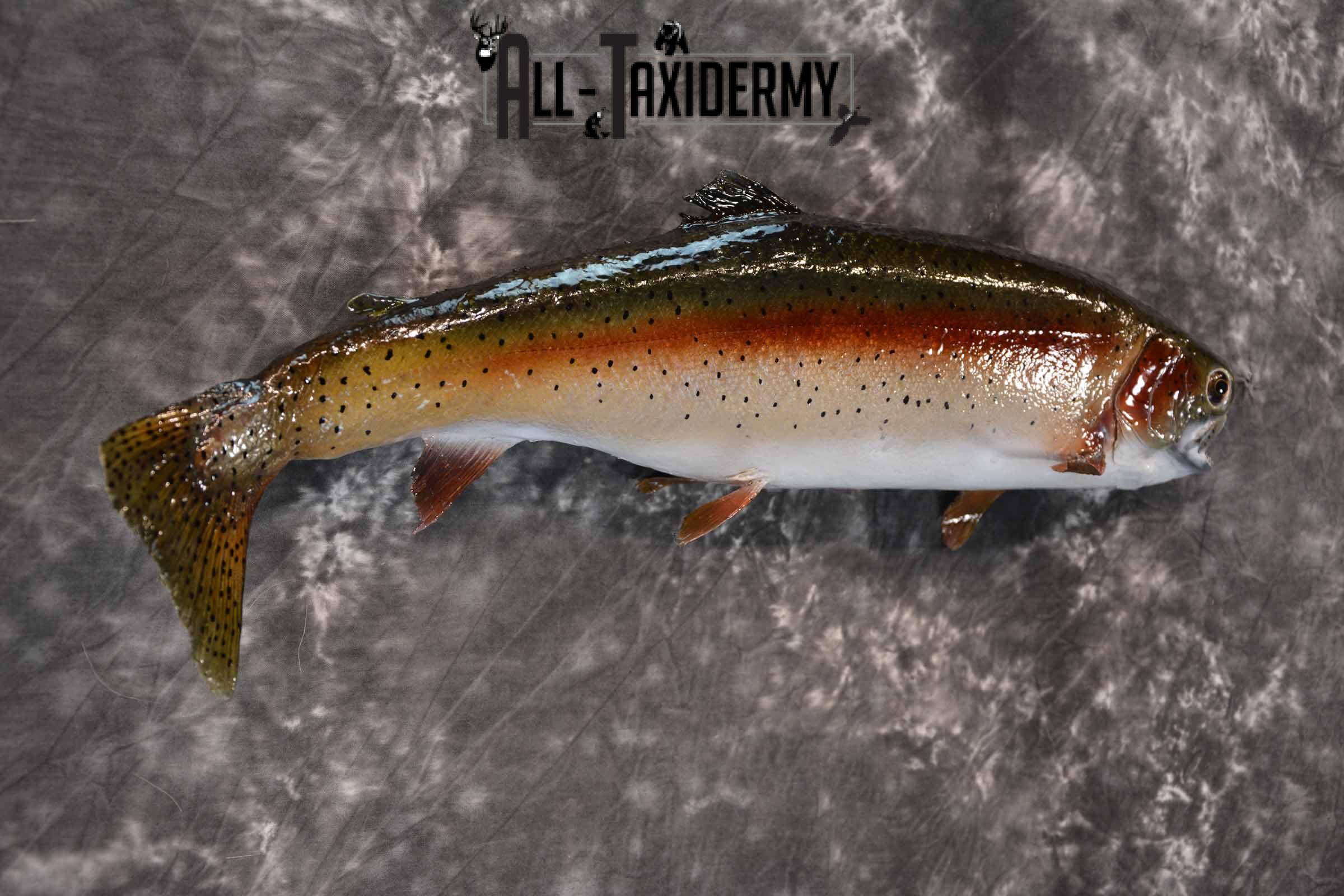 Rainbow Trout Taxidermy mount for sale SKU 1385 - Image 4