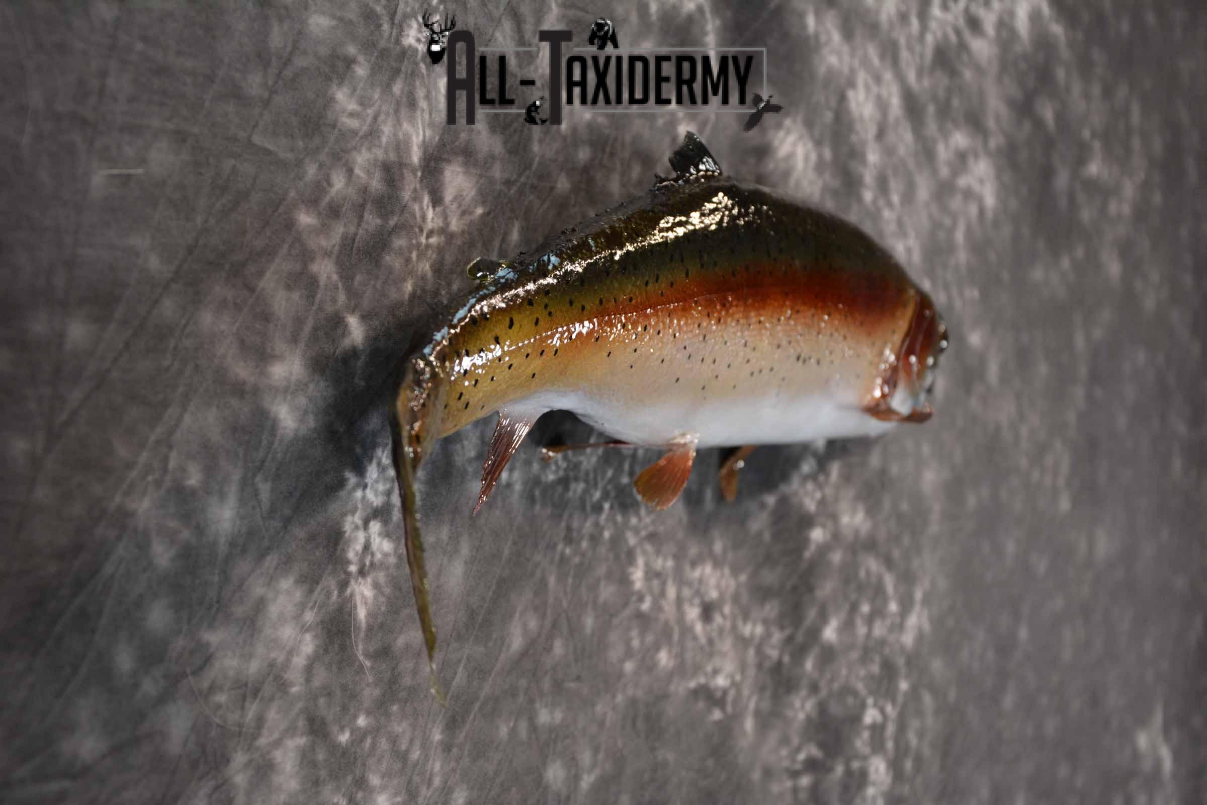 Rainbow Trout Taxidermy mount for sale SKU 1385 - Image 5