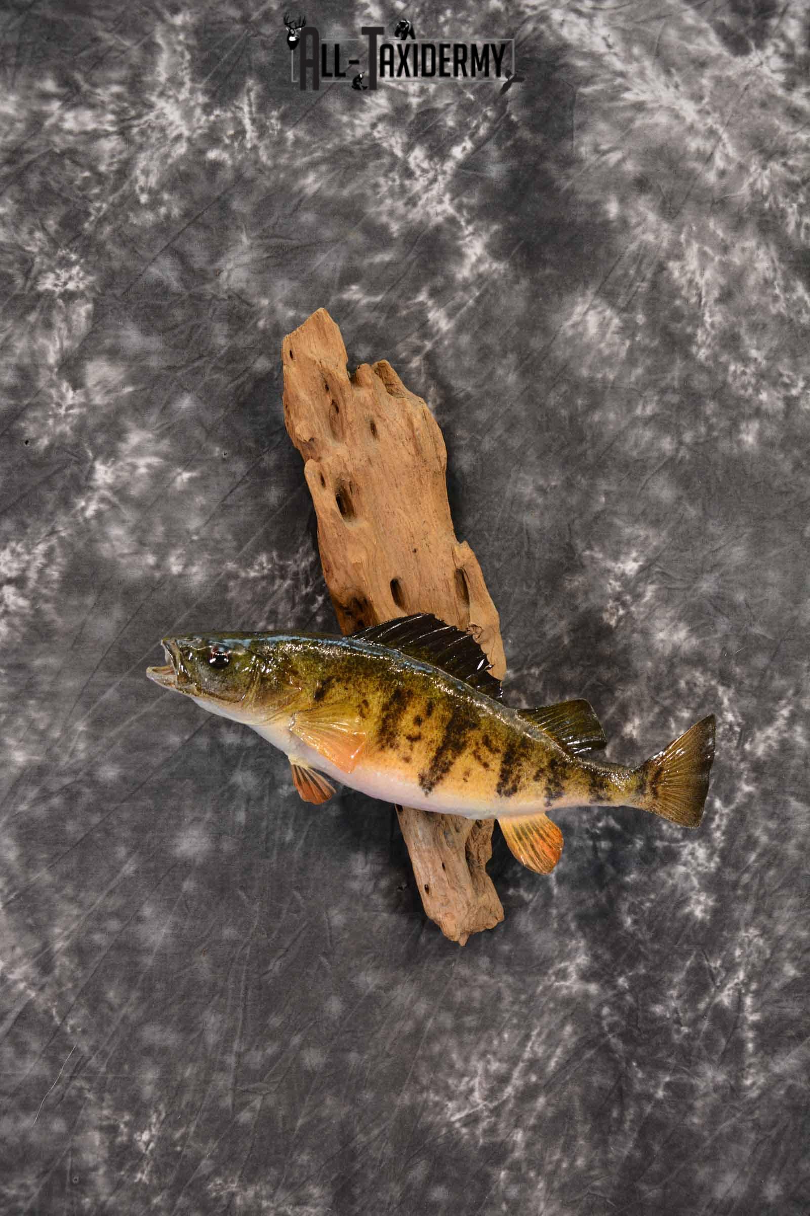 Perch Taxidermy Skin Mount for Sale SKU 1386