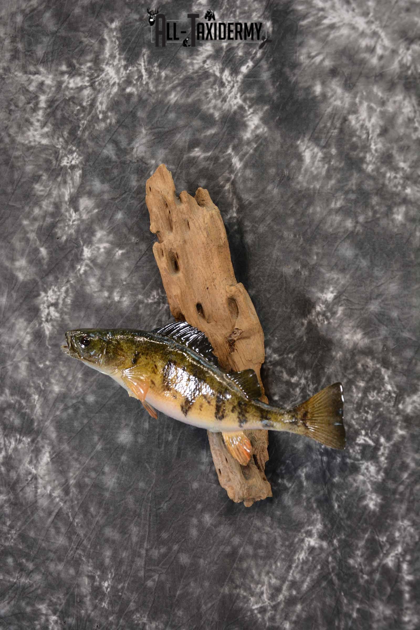 Perch Taxidermy Skin Mount for Sale SKU 1386 - Image 2