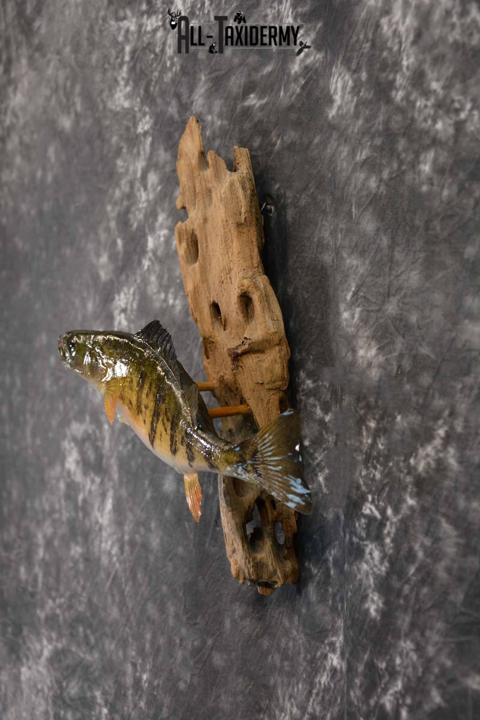 Perch Taxidermy Skin Mount for Sale SKU 1386 - Image 3