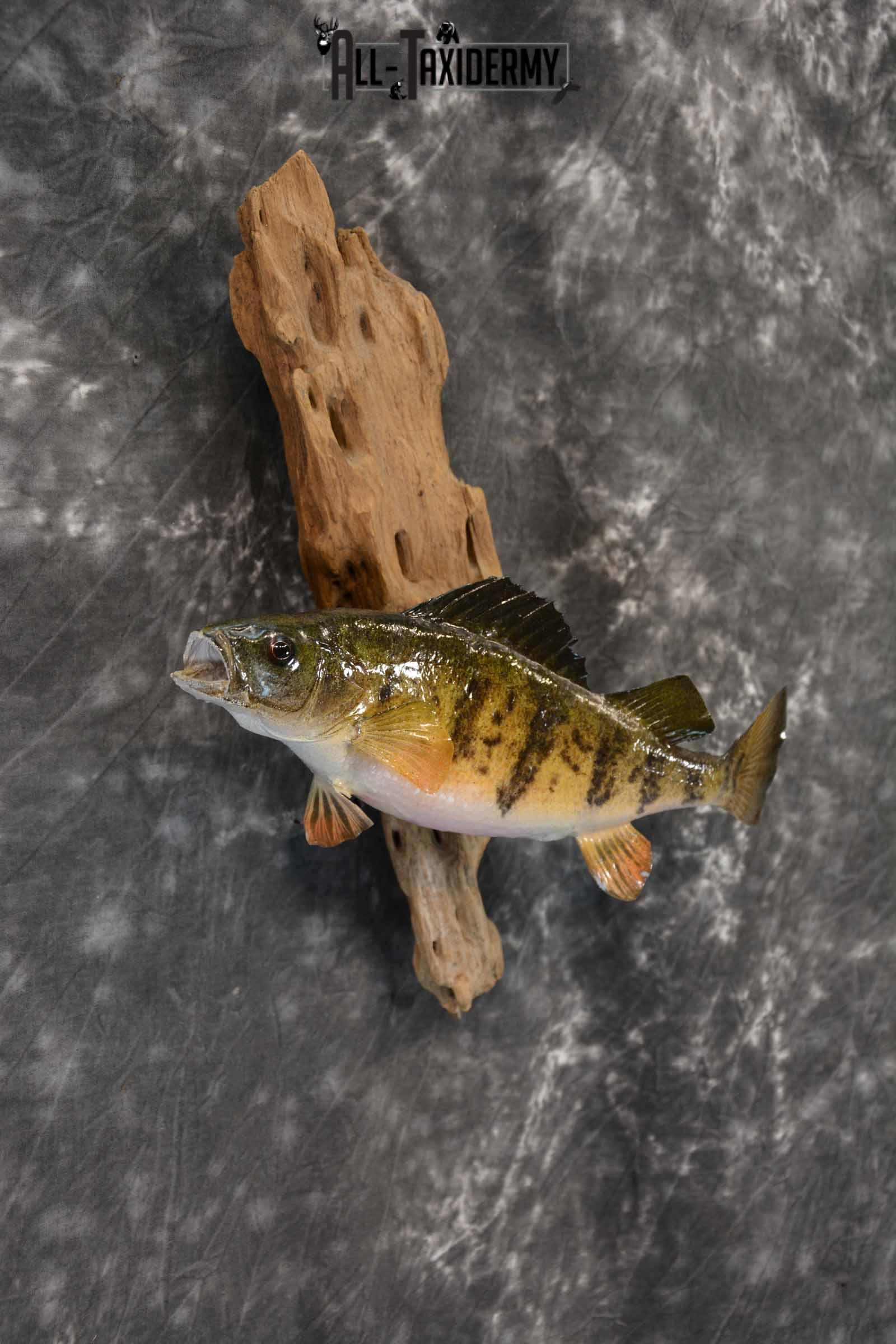 Perch Taxidermy Skin Mount for Sale SKU 1386 - Image 4