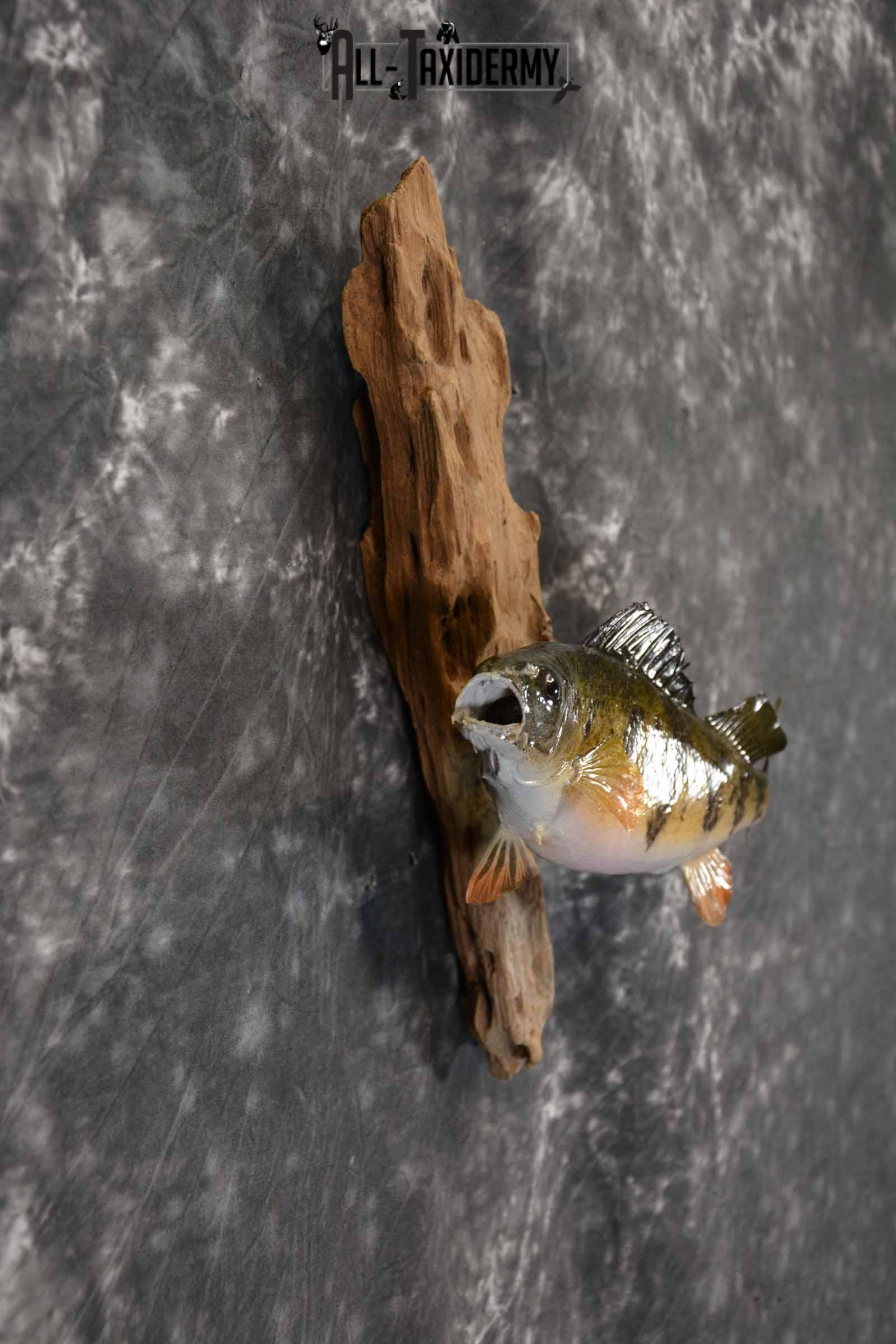 Perch Taxidermy Skin Mount for Sale SKU 1386 - Image 5