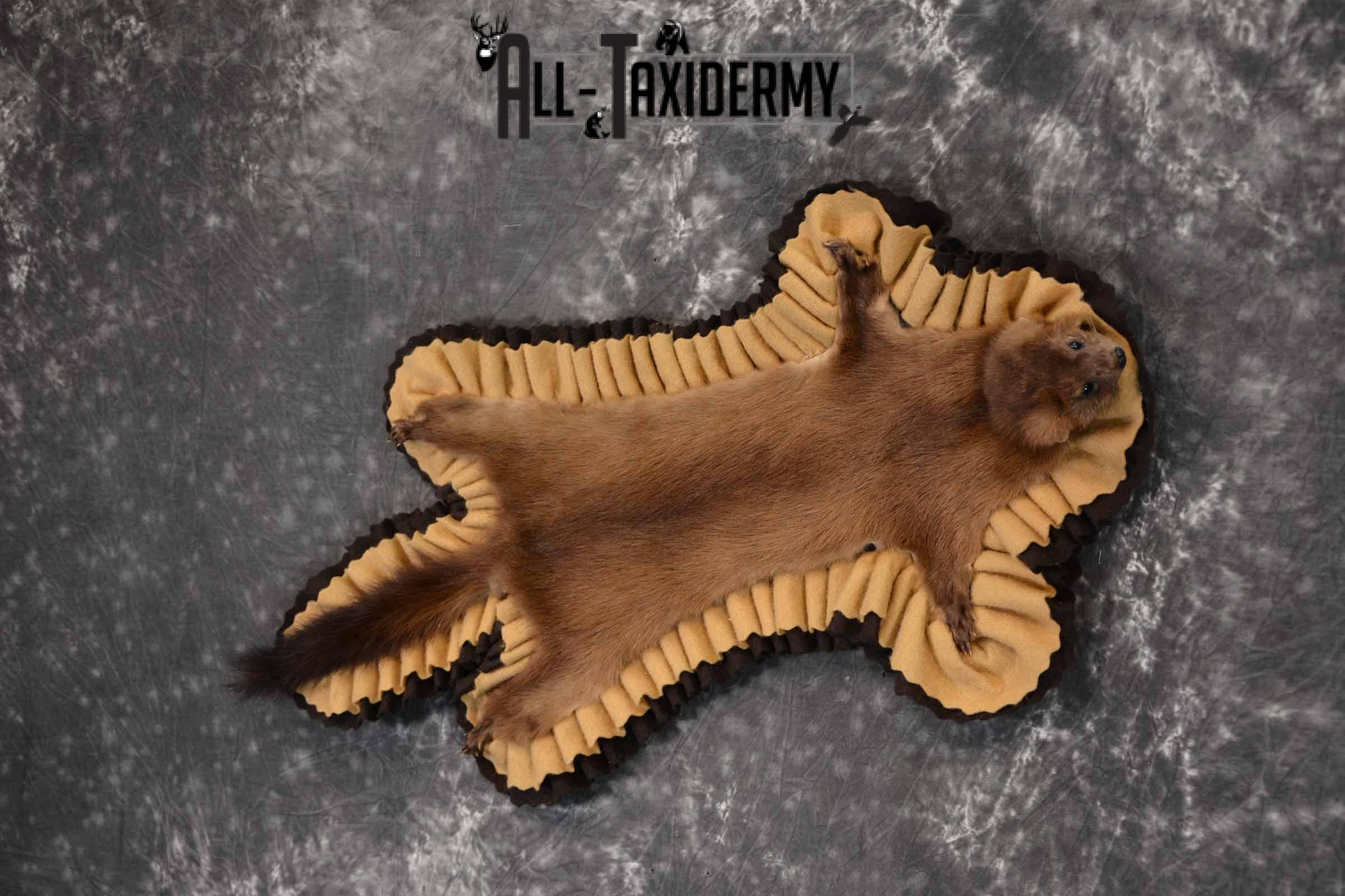 Mink Taxidermy Rug for Sale SKU 1392 - Image 2