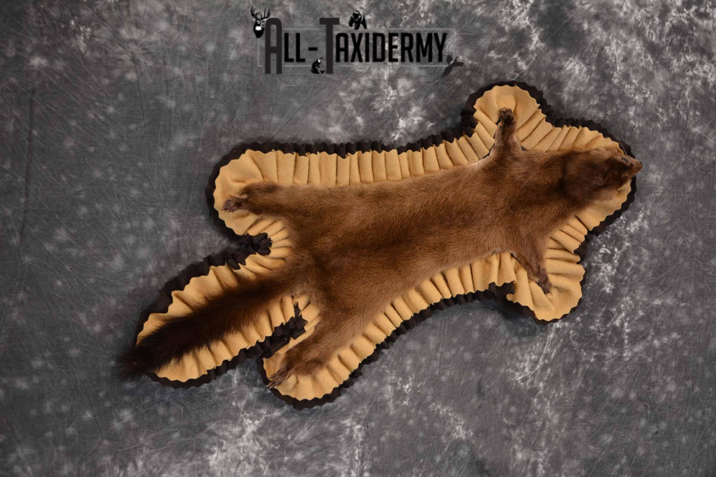 Mink Taxidermy Rug for Sale SKU 1392 - Image 3