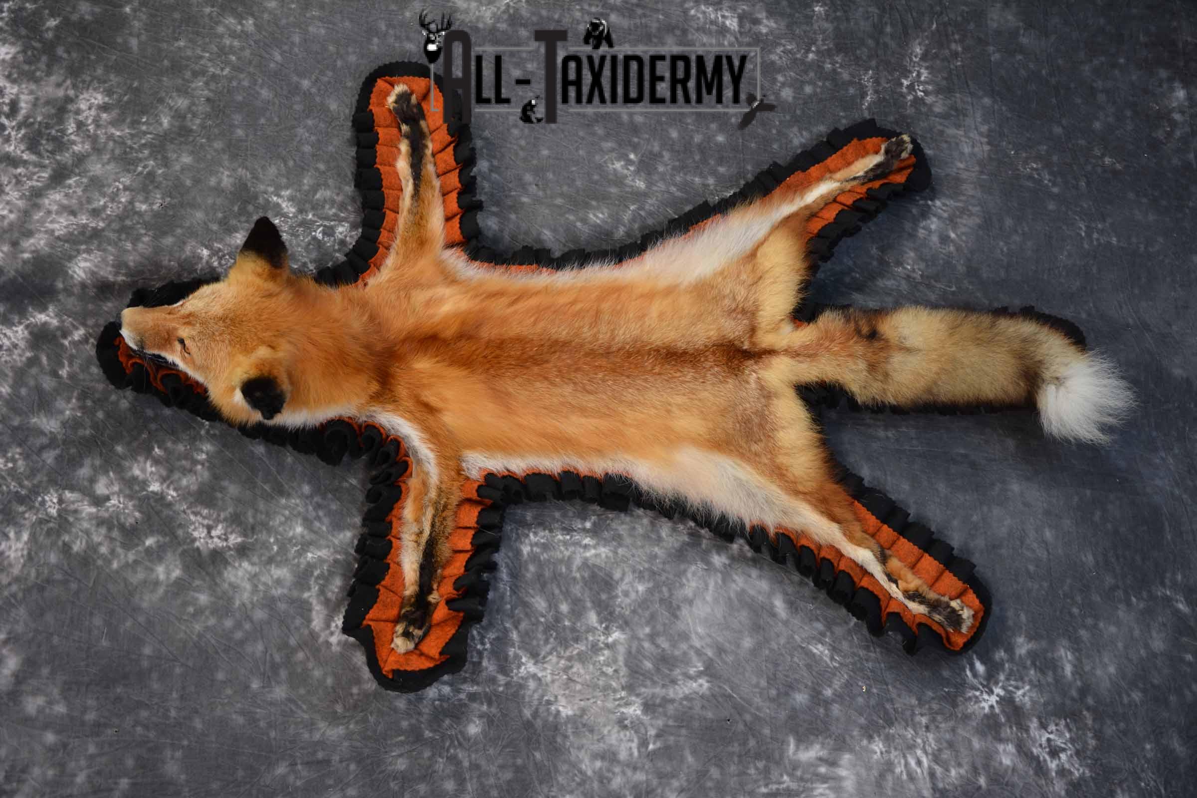 Red Fox Taxidermy Rug for Sale SKU 1387 - Image 3