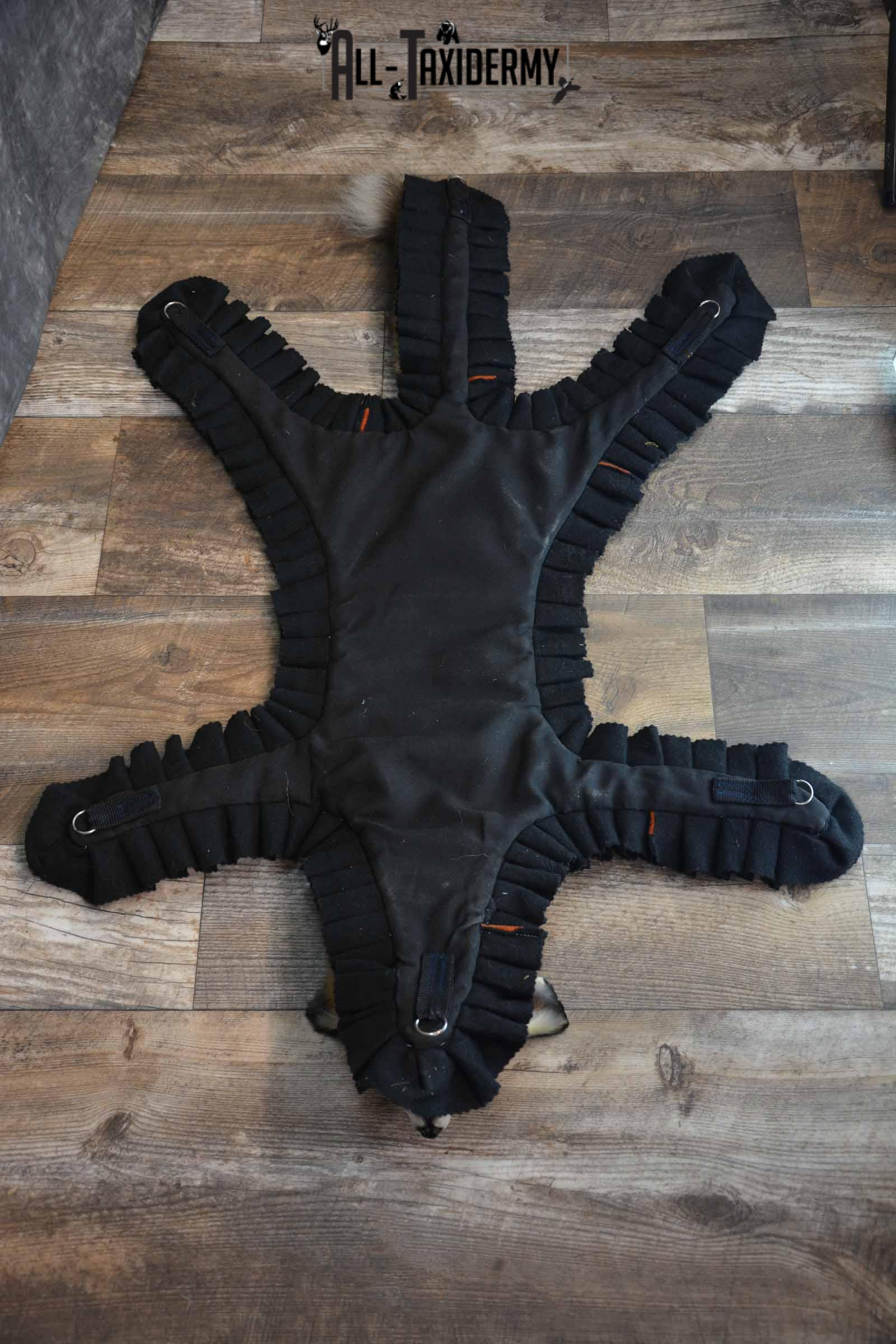 Red Fox Taxidermy Rug for Sale SKU 1387 - Image 4