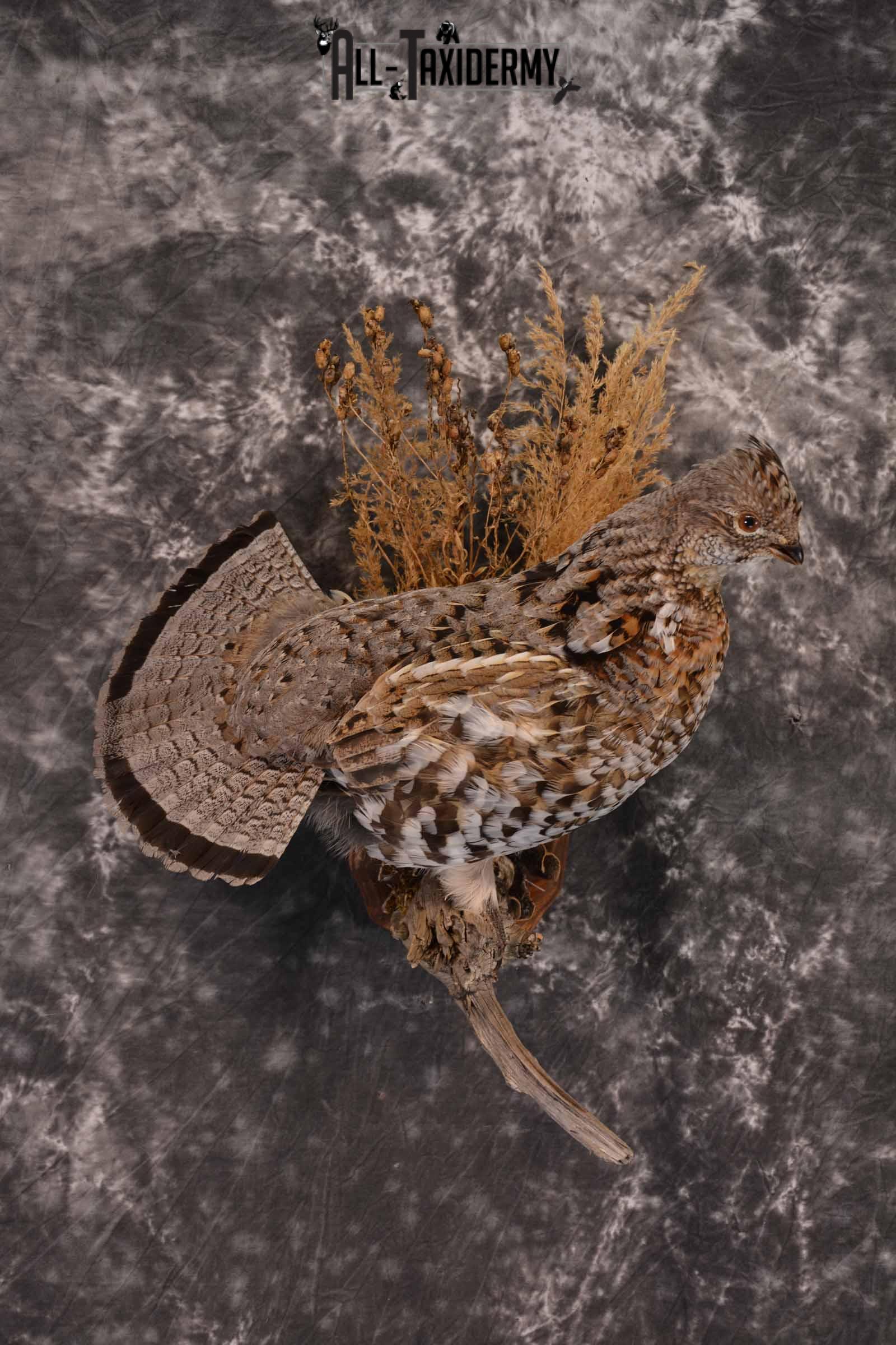 Ruffed Grouse Taxidermy Mount for Sale SKU 1390