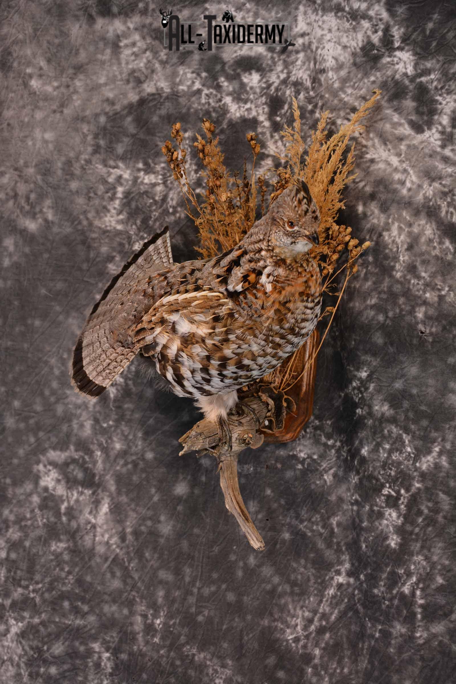 Ruffed Grouse Taxidermy Mount for Sale SKU 1390 - Image 2