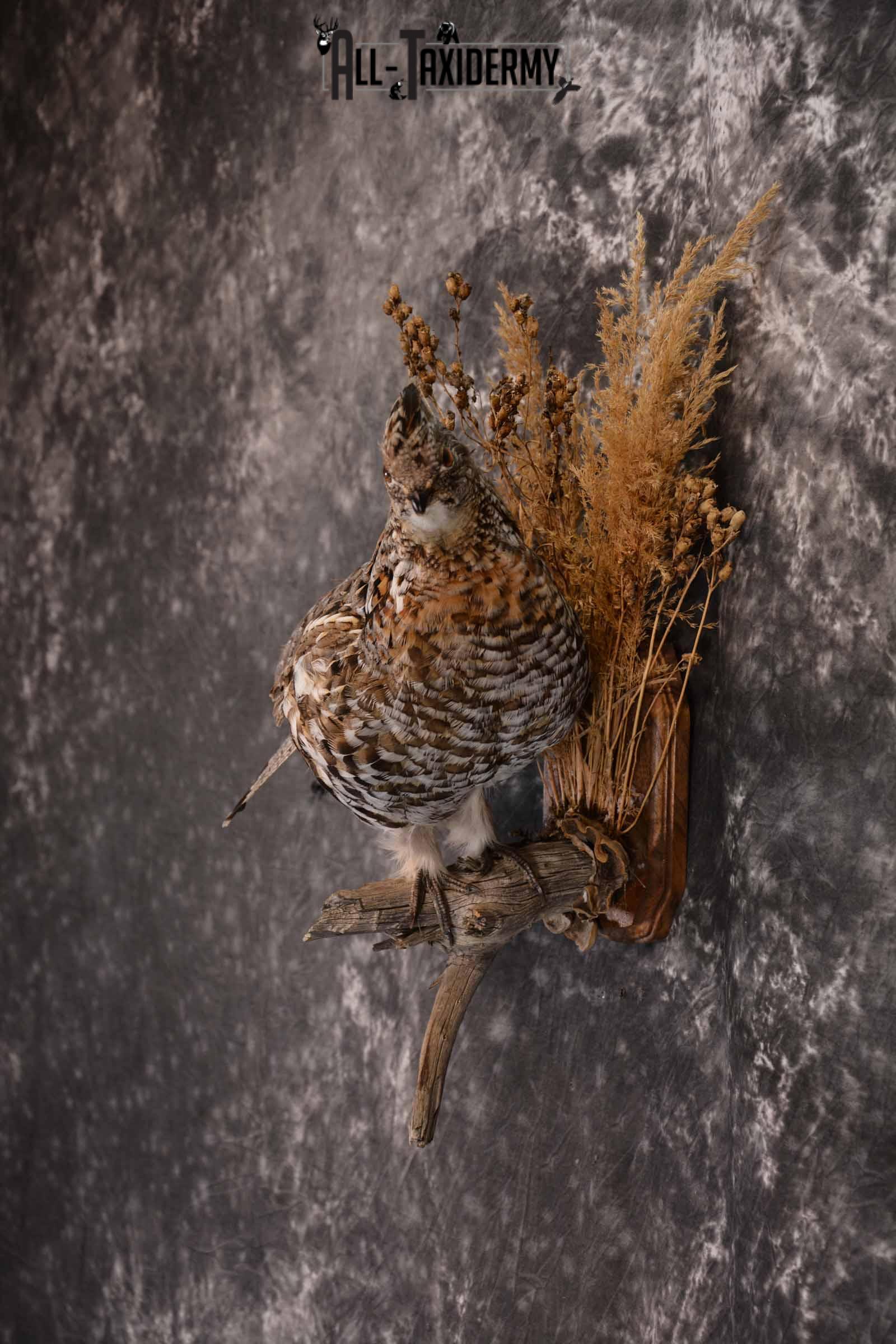 Ruffed Grouse Taxidermy Mount for Sale SKU 1390 - Image 3