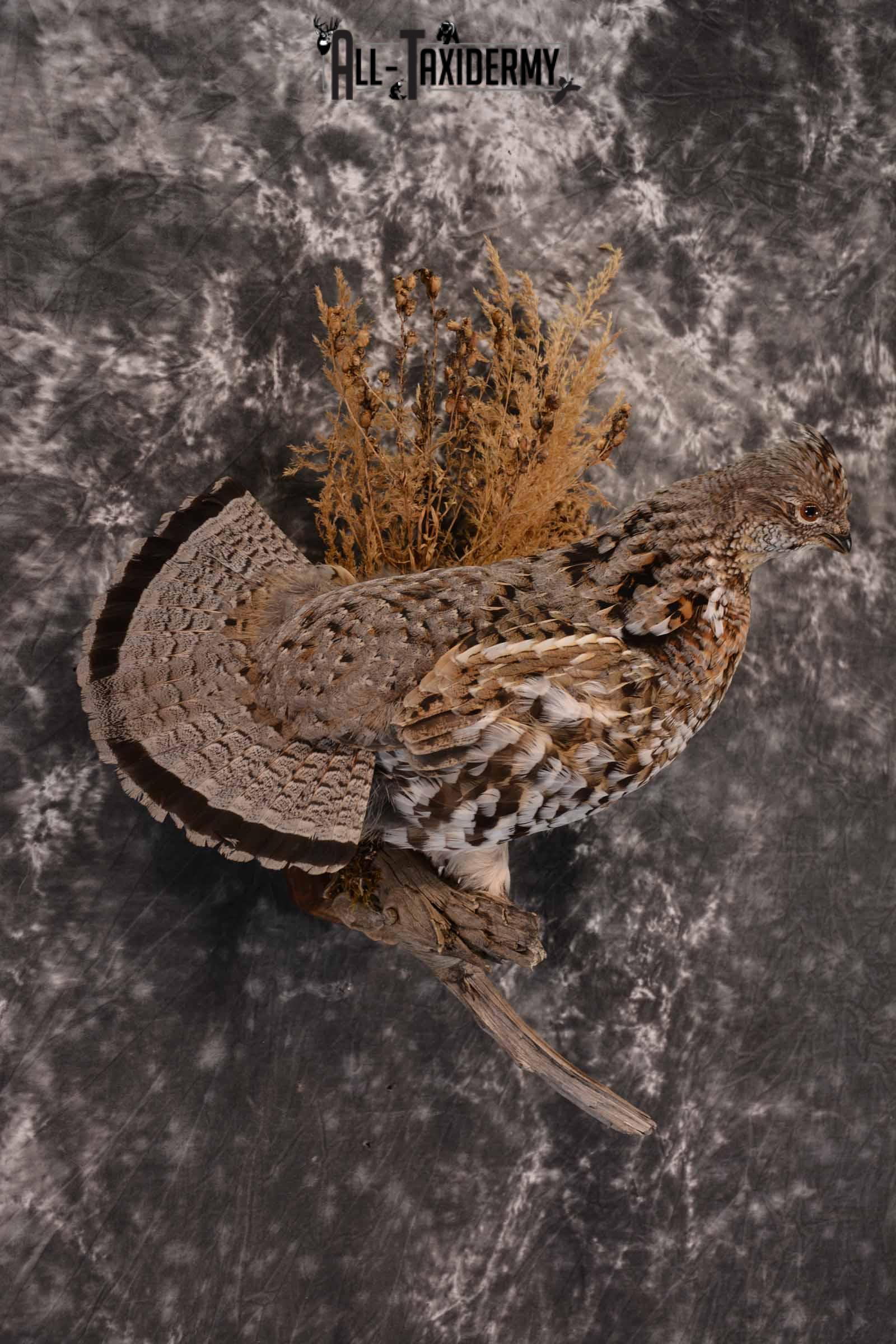 Ruffed Grouse Taxidermy Mount for Sale SKU 1390 - Image 4