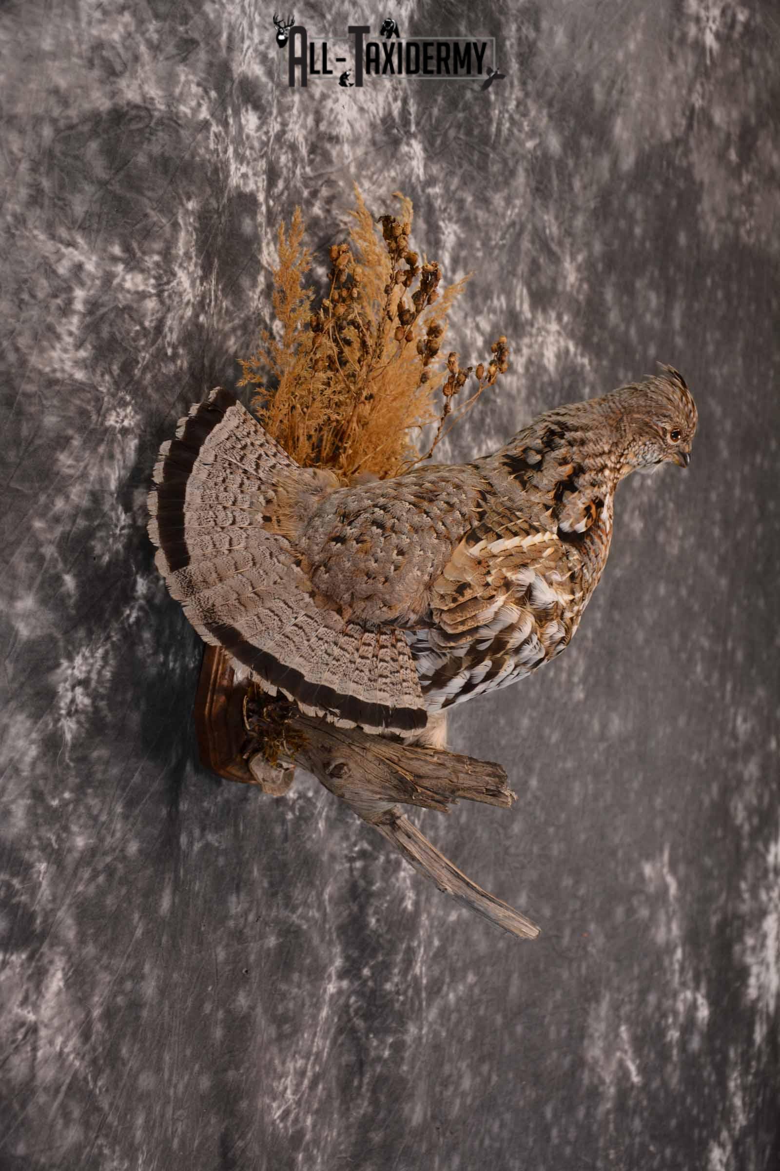 Ruffed Grouse Taxidermy Mount for Sale SKU 1390 - Image 5