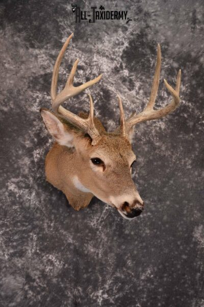 Whitetail Deer Taxidermy Shoulder Mount for Sale SKU 1389