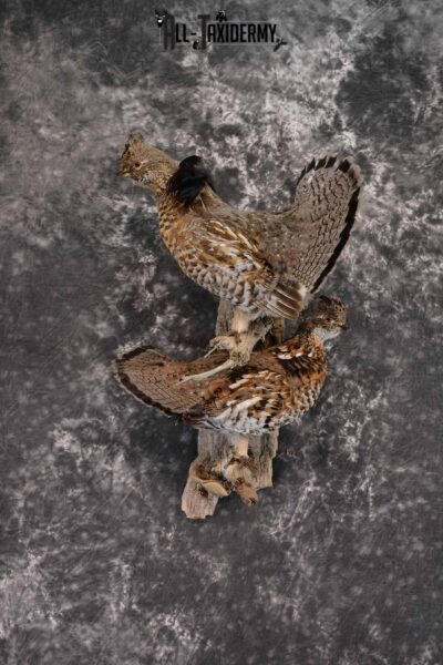 Ruffed Grouse X 2 Taxidermy Mount for Sale SKU 1391