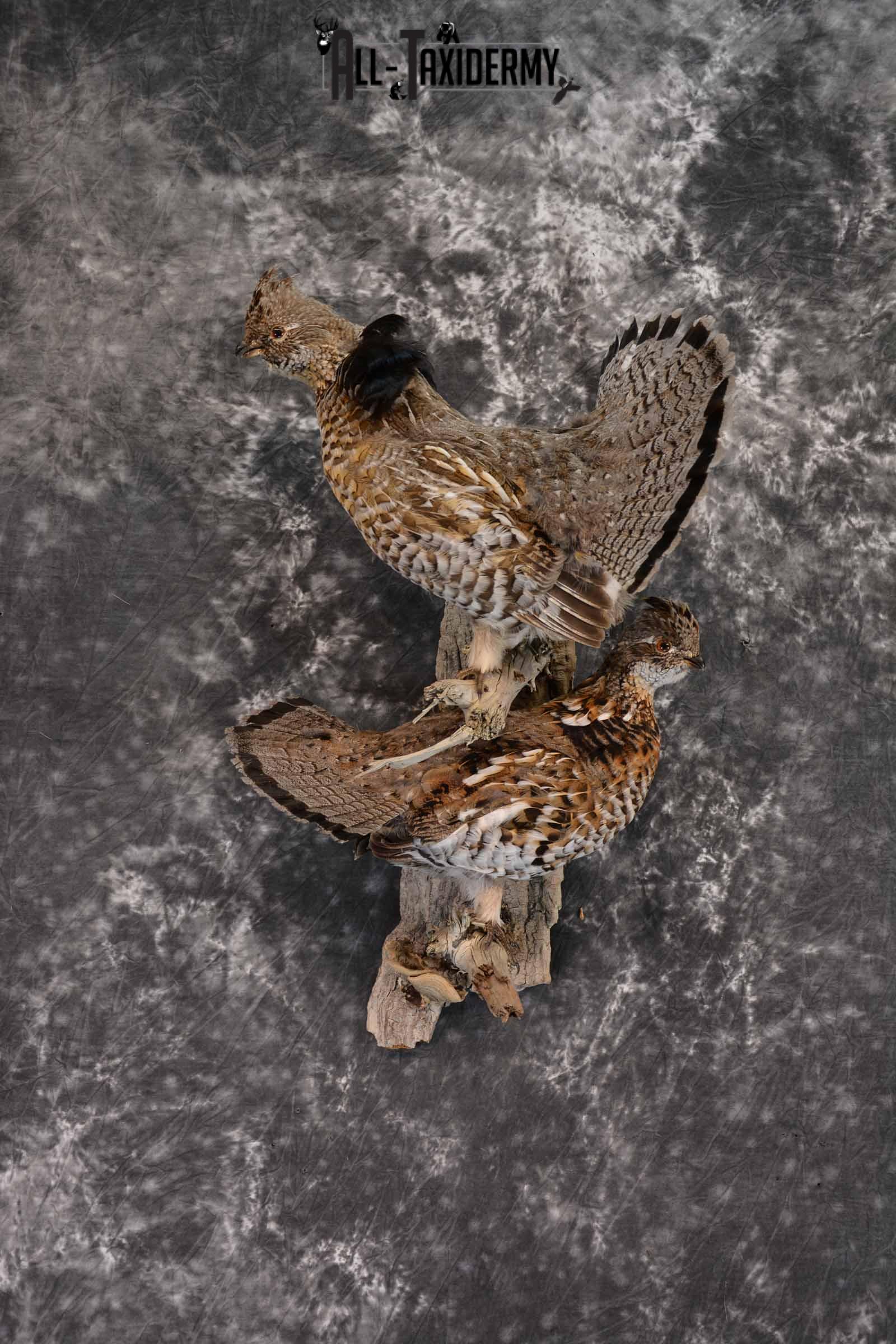 Ruffed Grouse X 2 Taxidermy Mount for Sale SKU 1391
