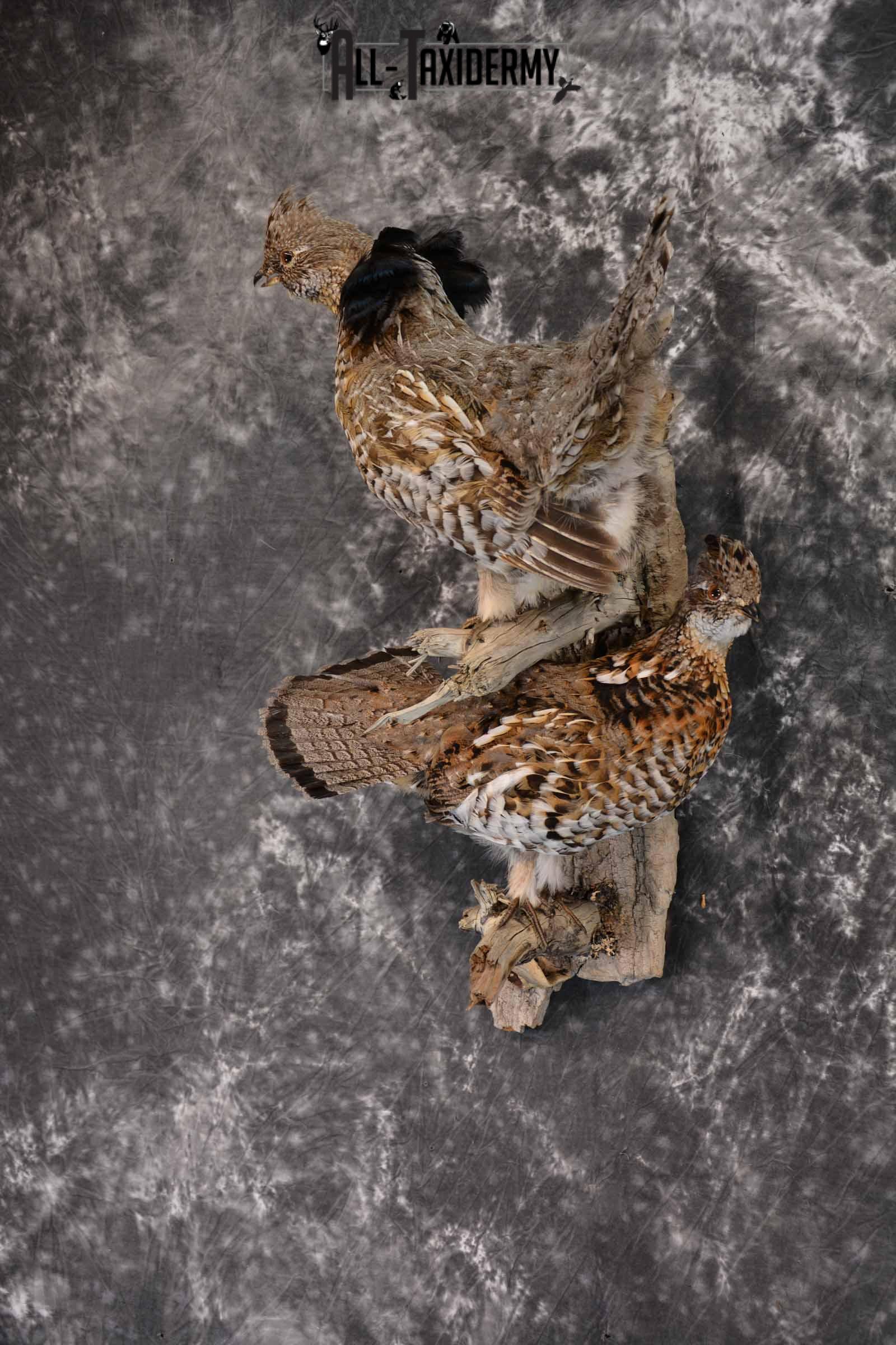 Ruffed Grouse X 2 Taxidermy Mount for Sale SKU 1391 - Image 3