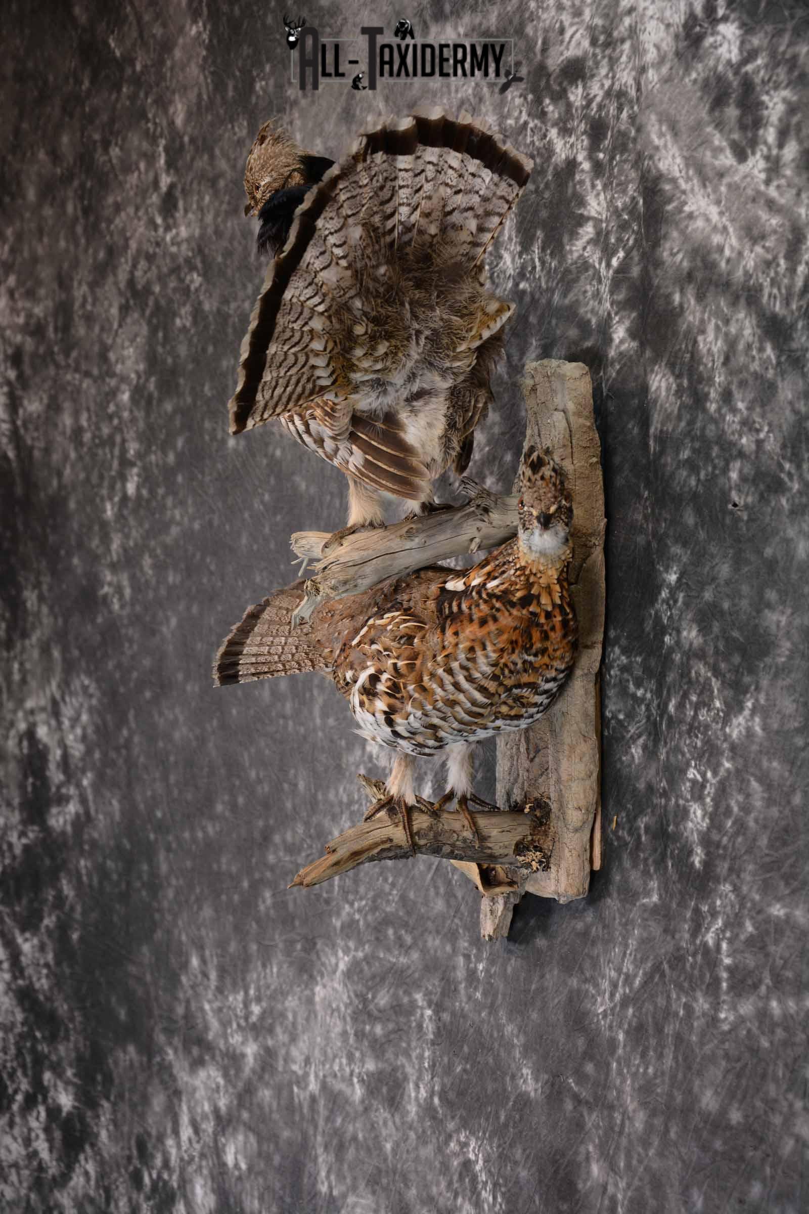 Ruffed Grouse X 2 Taxidermy Mount for Sale SKU 1391 - Image 4