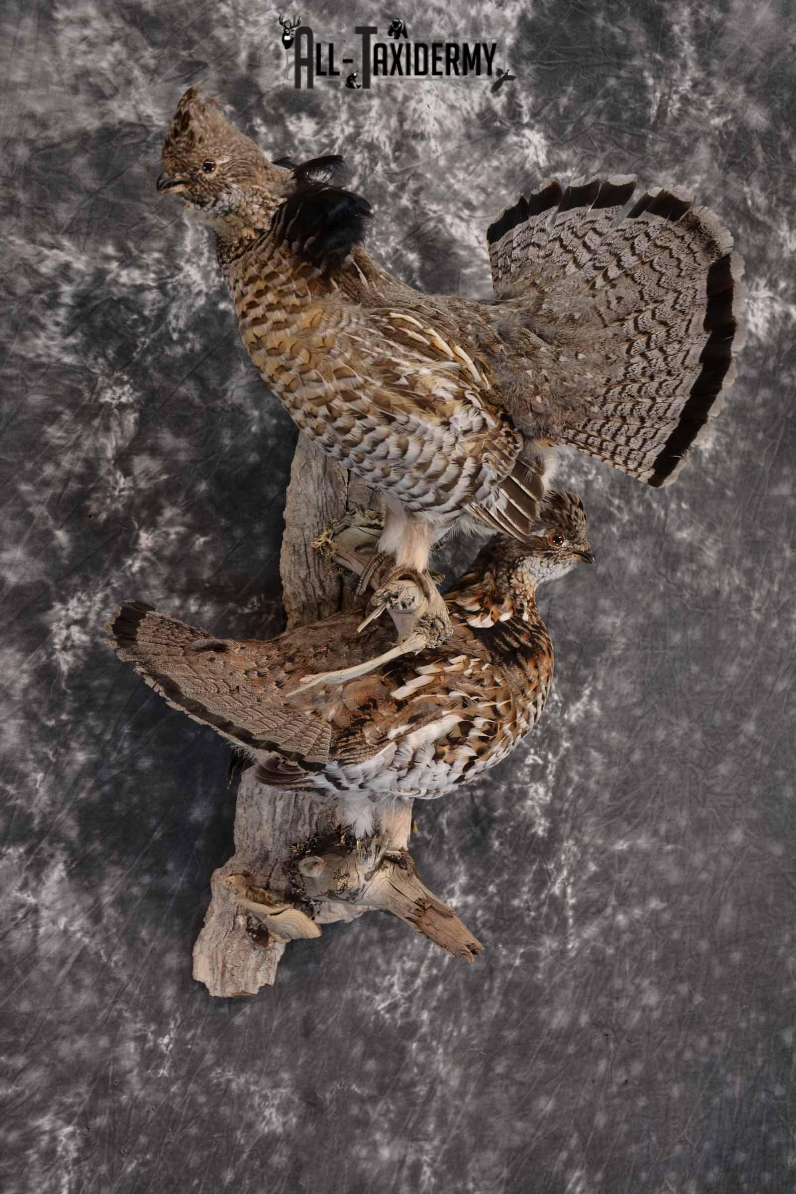Ruffed Grouse X 2 Taxidermy Mount for Sale SKU 1391 - Image 5