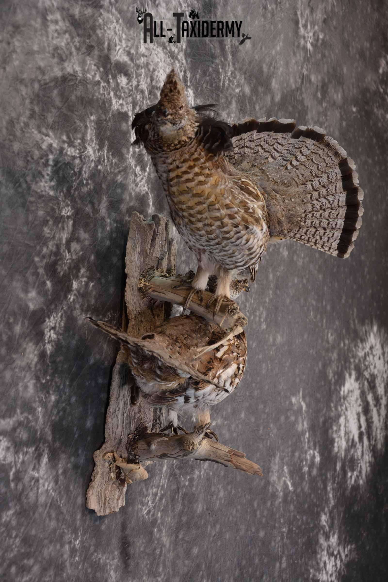 Ruffed Grouse X 2 Taxidermy Mount for Sale SKU 1391 - Image 6