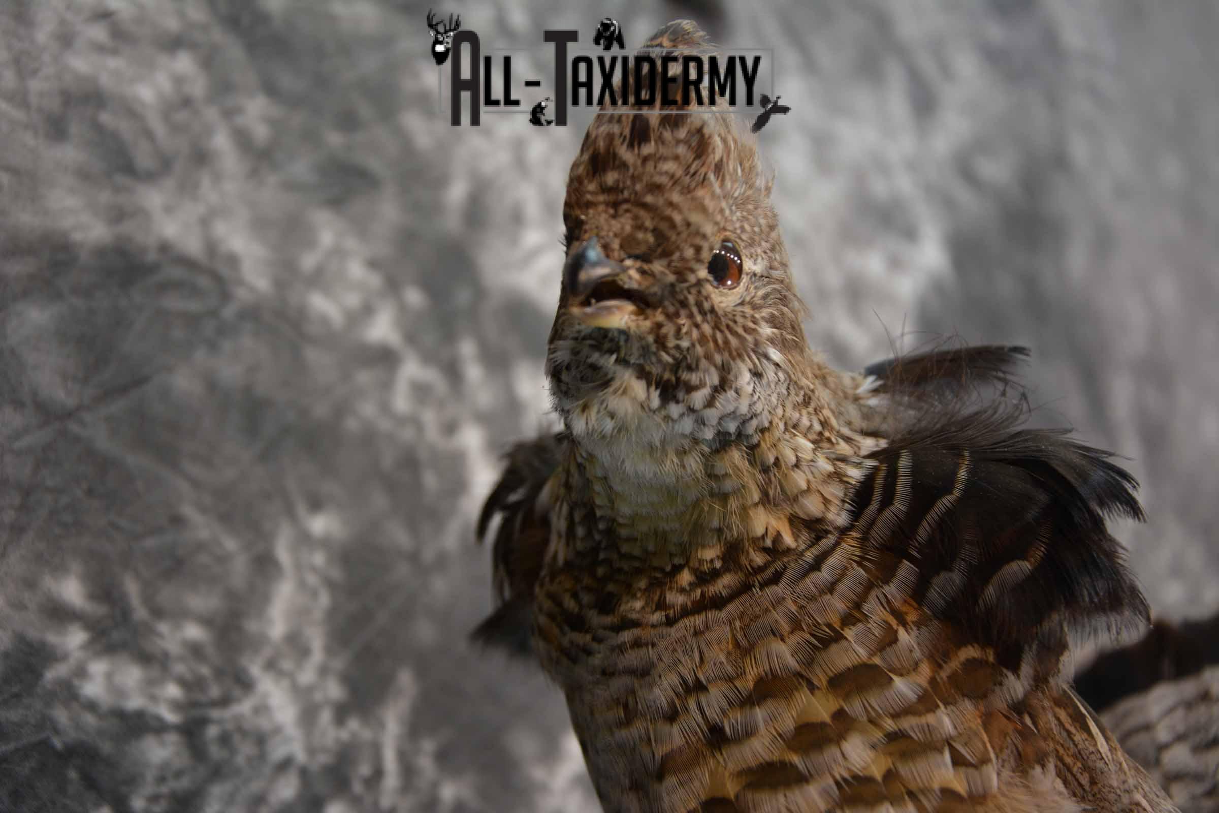 Ruffed Grouse X 2 Taxidermy Mount for Sale SKU 1391 - Image 7