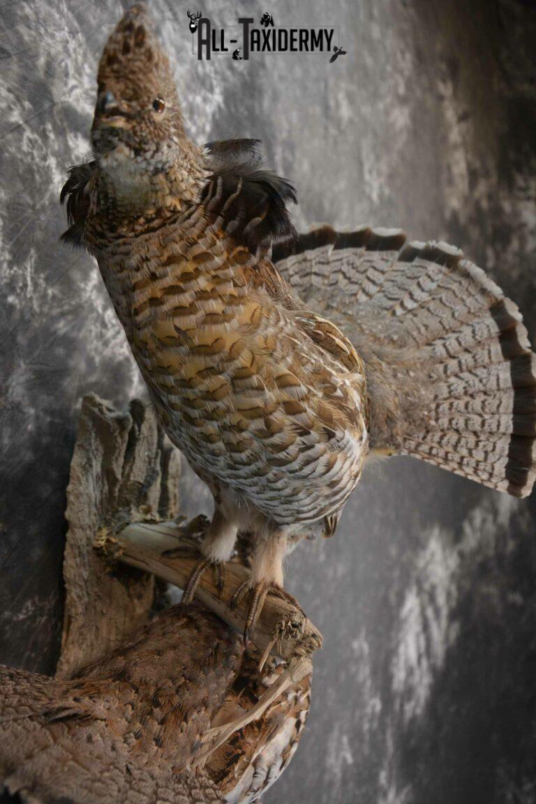 Ruffed Grouse X 2 Taxidermy Mount for Sale SKU 1391