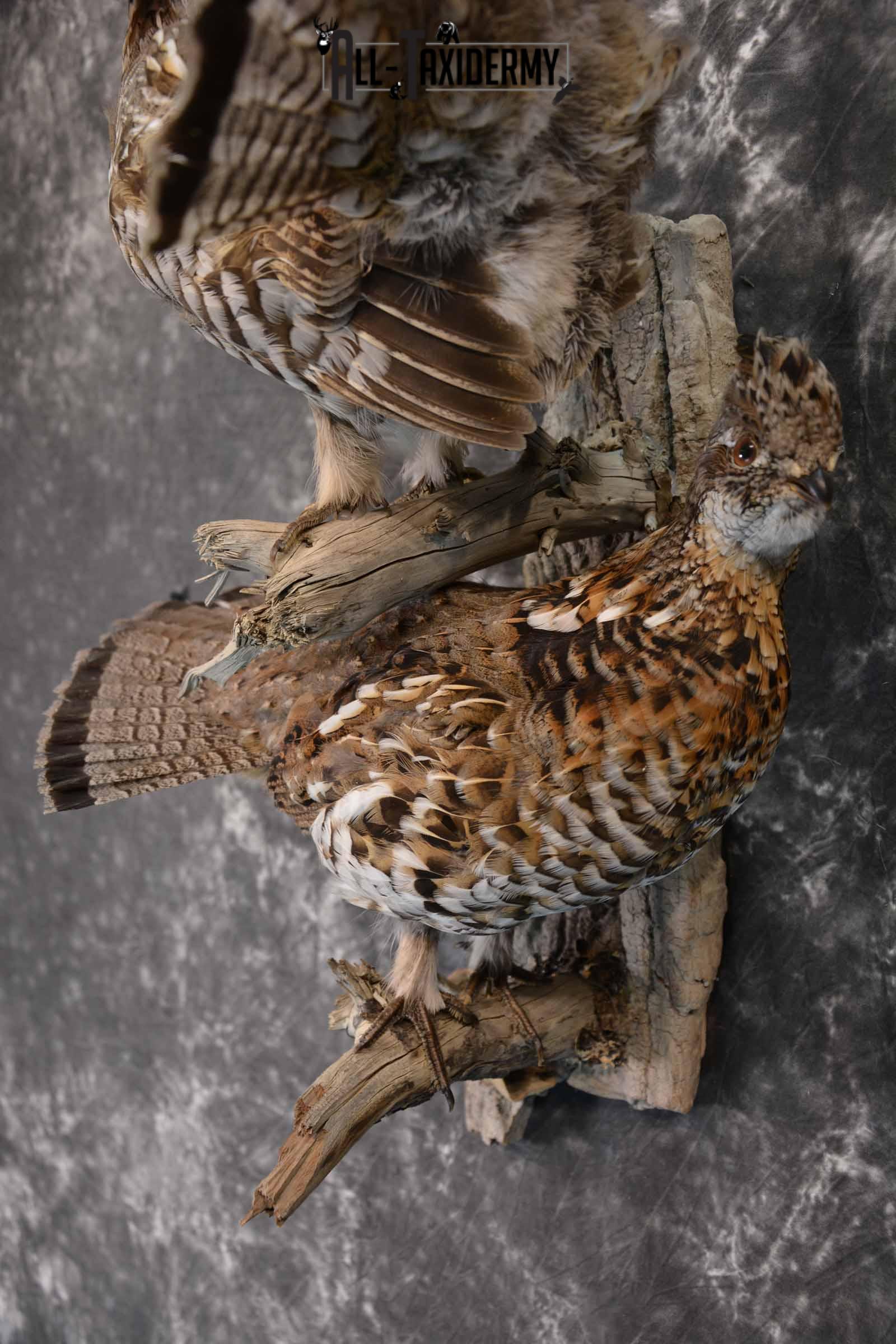 Ruffed Grouse X 2 Taxidermy Mount for Sale SKU 1391 - Image 9