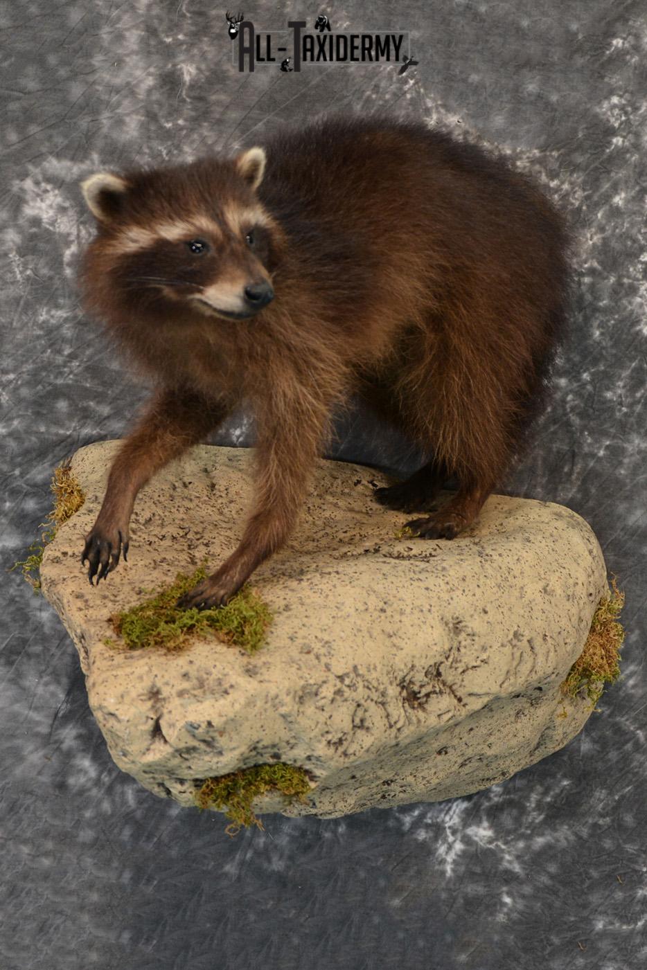 Raccoon Black Life Size Taxidermy Mount for Sale SKU 1388 - Image 2