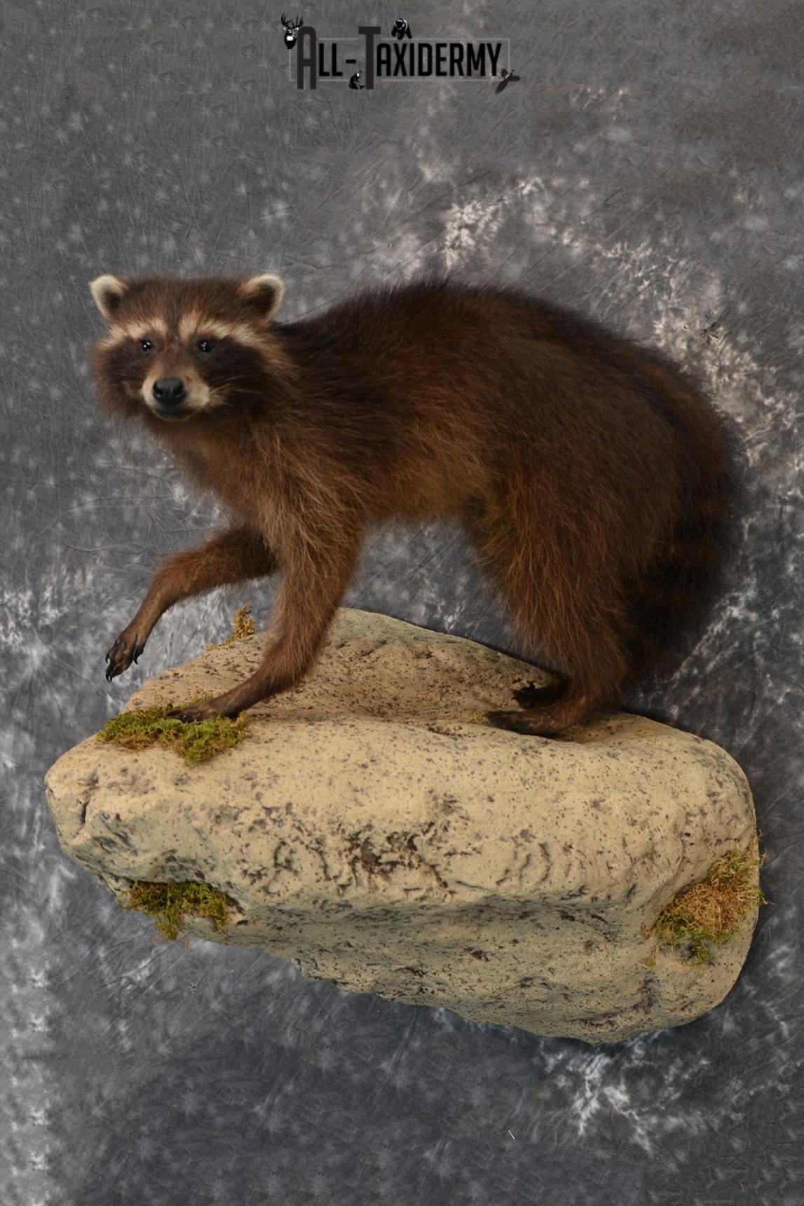 Raccoon Black Life Size Taxidermy Mount for Sale SKU 1388
