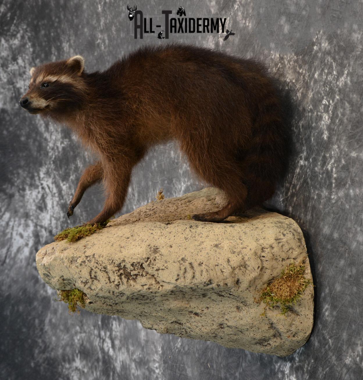 Raccoon Black Life Size Taxidermy Mount for Sale SKU 1388 - Image 5