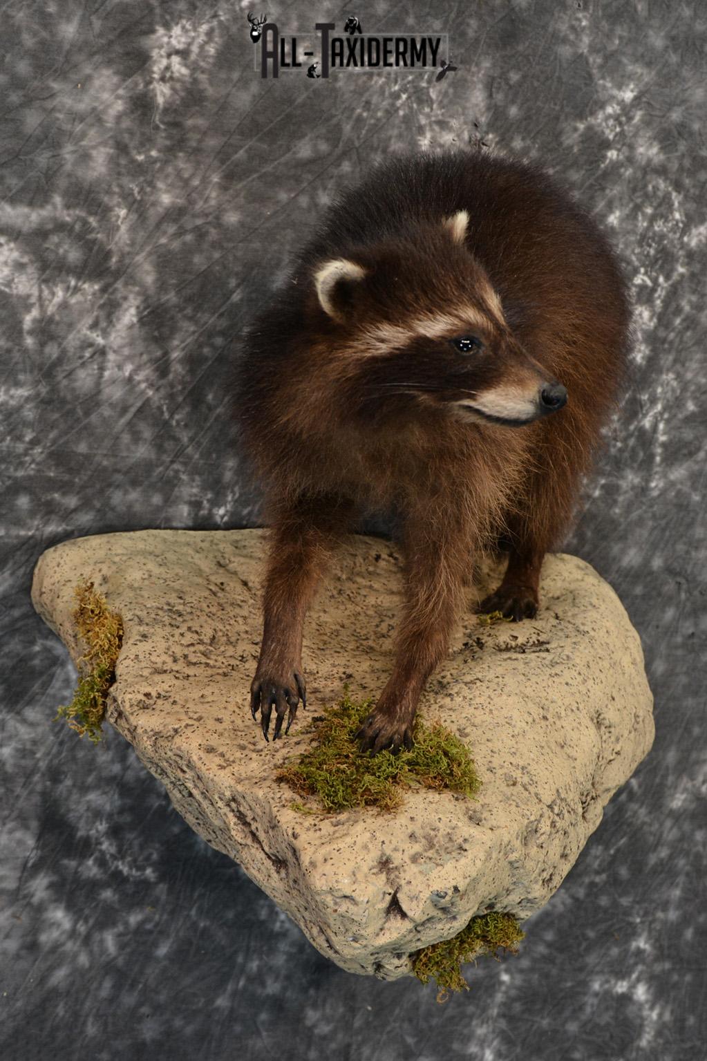 Raccoon Black Life Size Taxidermy Mount for Sale SKU 1388 - Image 4