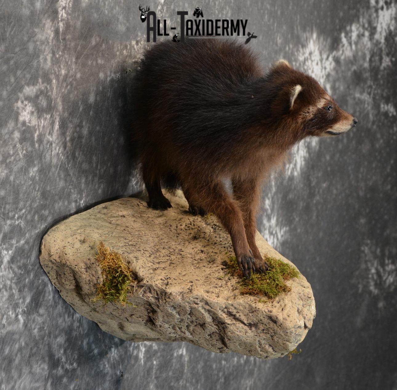 Raccoon Black Life Size Taxidermy Mount for Sale SKU 1388 - Image 3