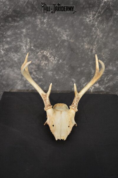 Whitetail 7 point skull SKU 1429