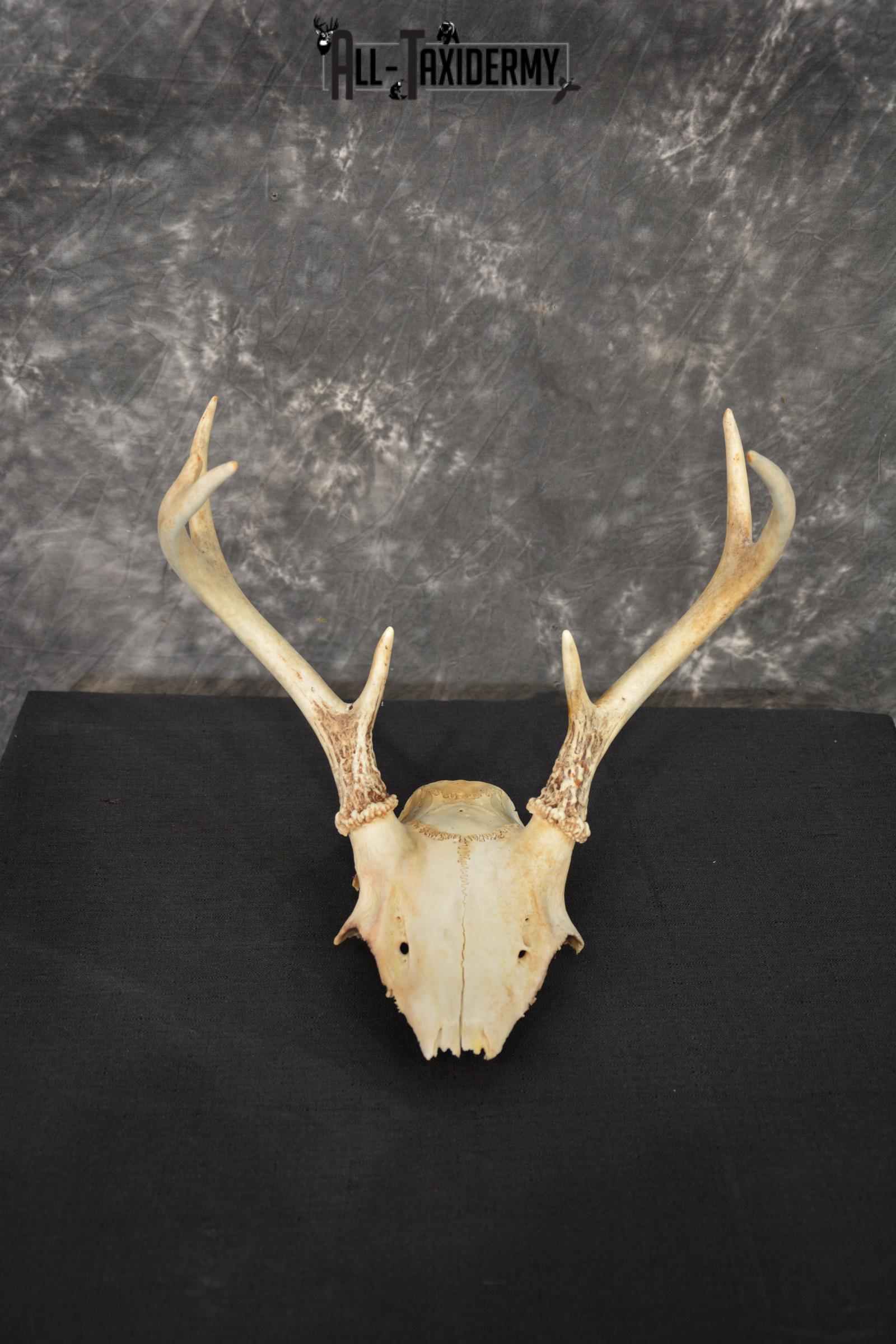 Whitetail 7 point skull SKU 1429