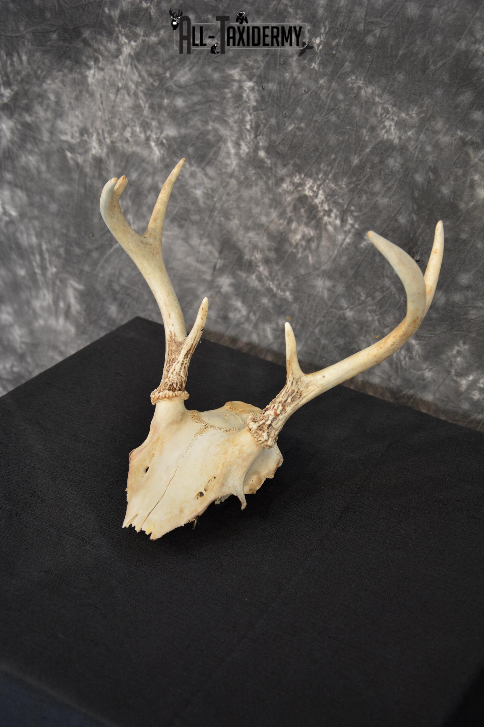 Whitetail 7 point skull SKU 1429 - Image 3