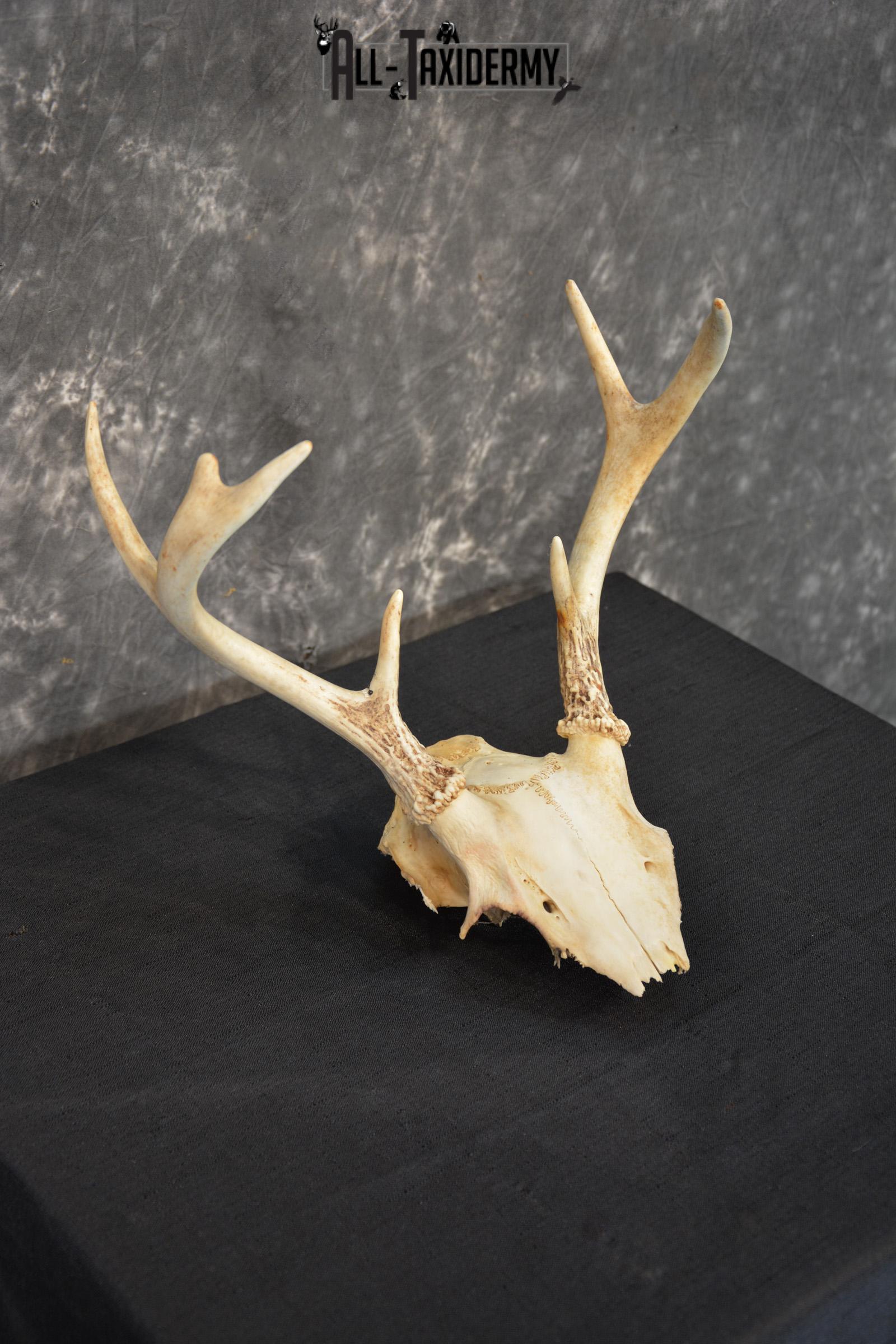 Whitetail 7 point skull SKU 1429 - Image 2