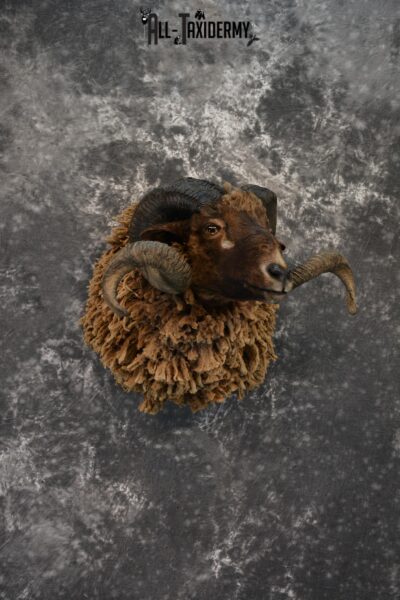 Arapawa Sheep taxidermy shoulder mount for Sale SKU 1407