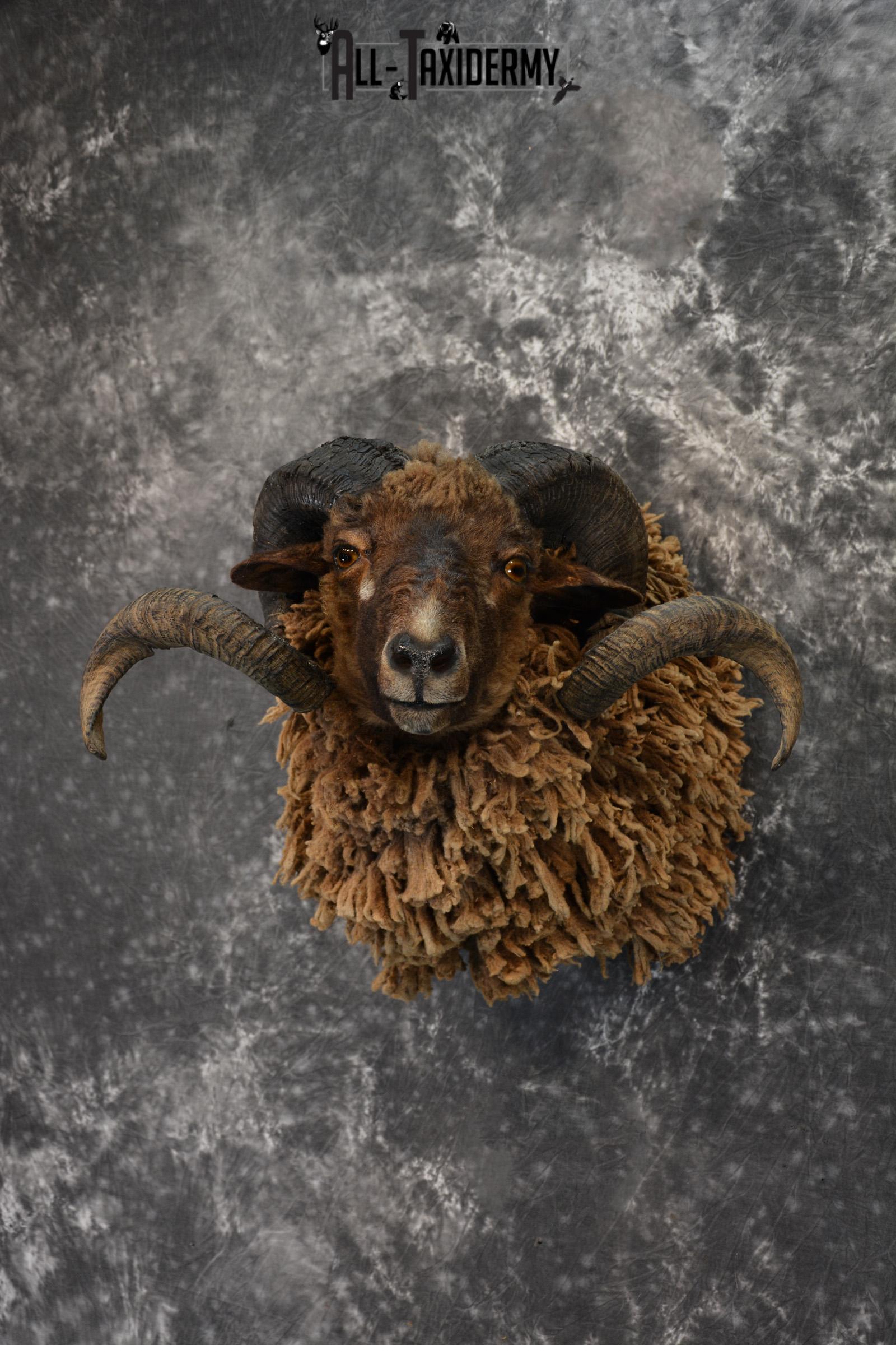 Arapawa Sheep taxidermy shoulder mount for Sale SKU 1407 - Image 7