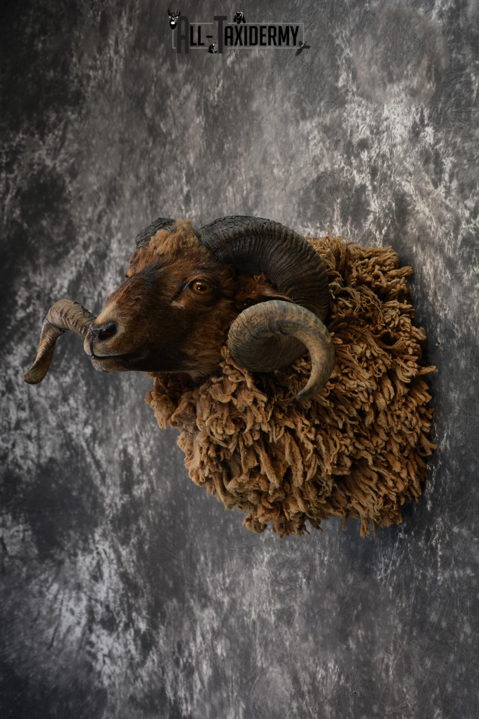 Arapawa Sheep taxidermy shoulder mount for Sale SKU 1407 - Image 6