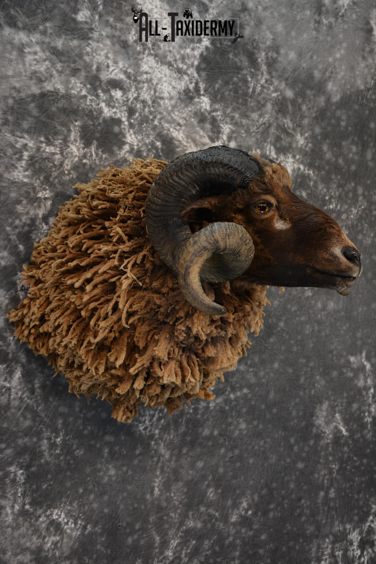 Arapawa Sheep taxidermy shoulder mount for Sale SKU 1407 - Image 5