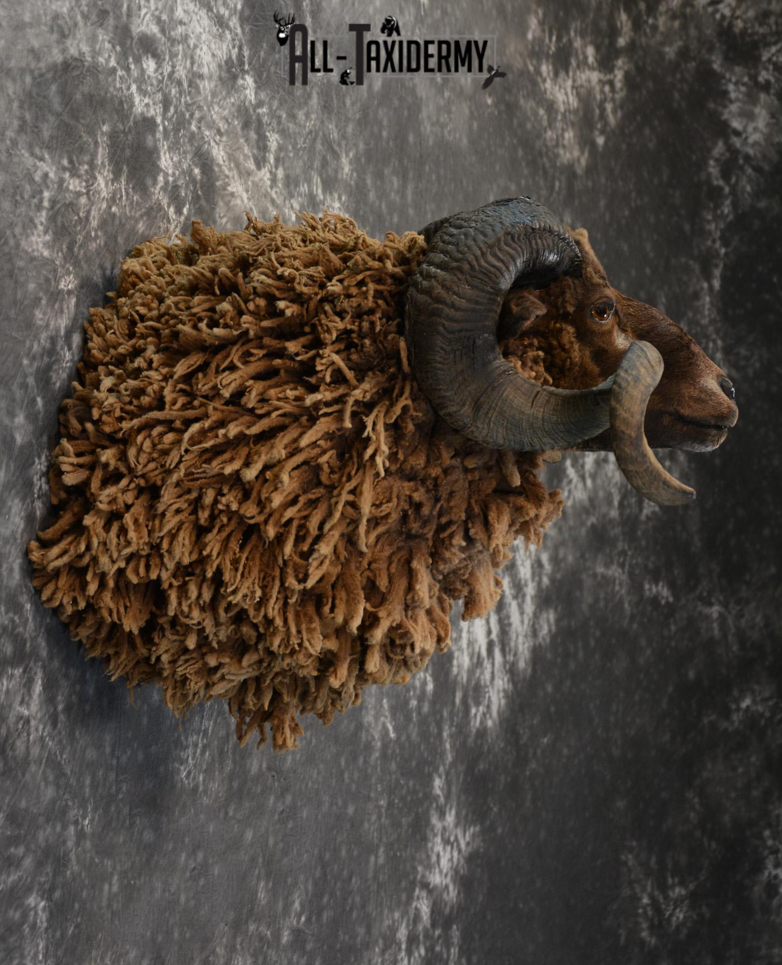 Arapawa Sheep taxidermy shoulder mount for Sale SKU 1407 - Image 4