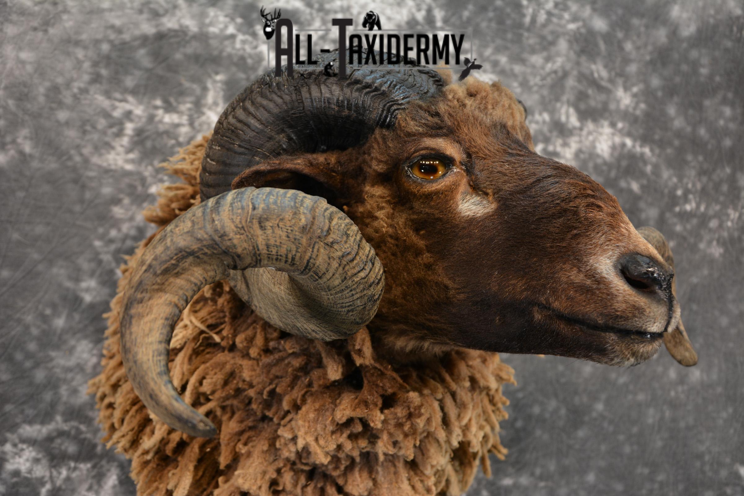 Arapawa Sheep taxidermy shoulder mount for Sale SKU 1407 - Image 3