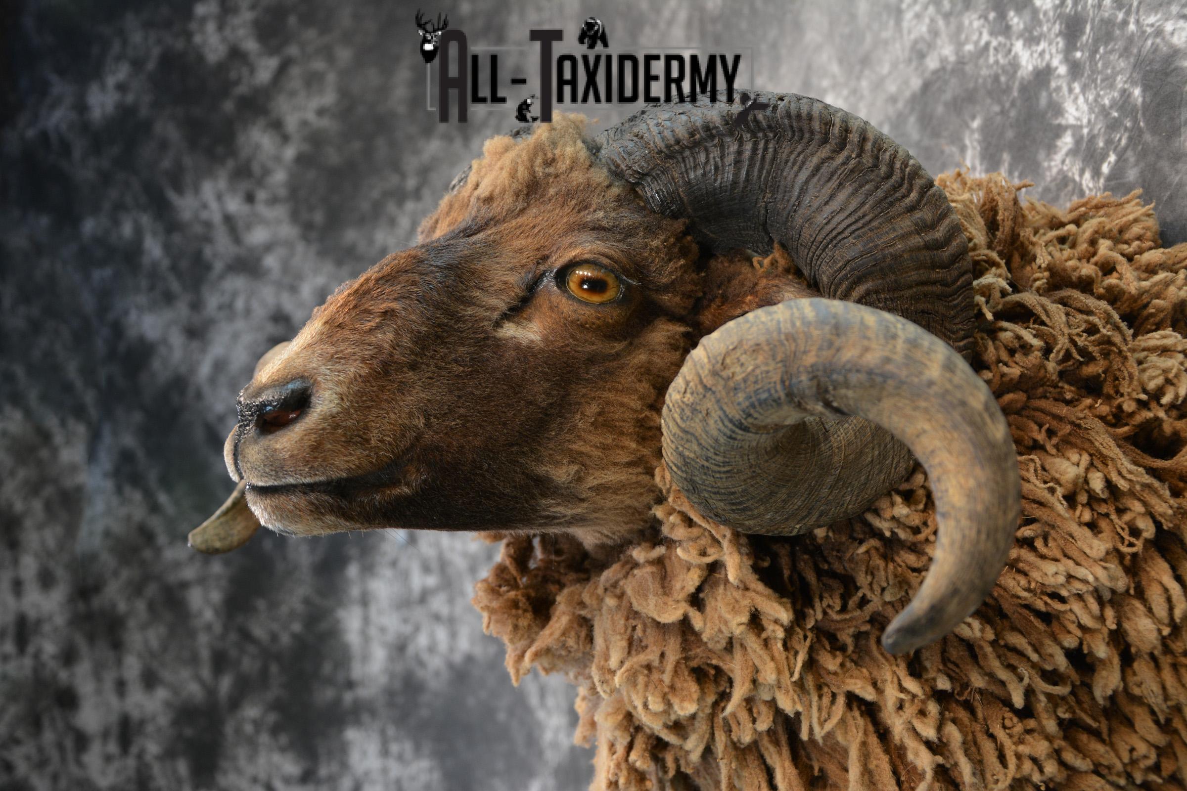 Arapawa Sheep taxidermy shoulder mount for Sale SKU 1407 - Image 2