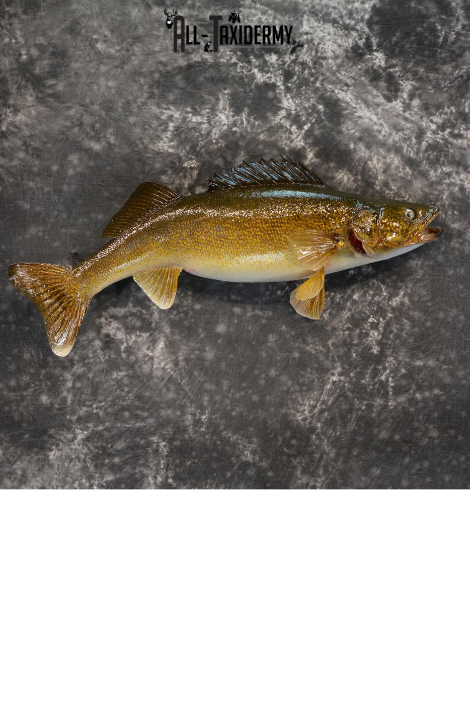 Walley Taxidermy Skin Mount for sale SKU 1404